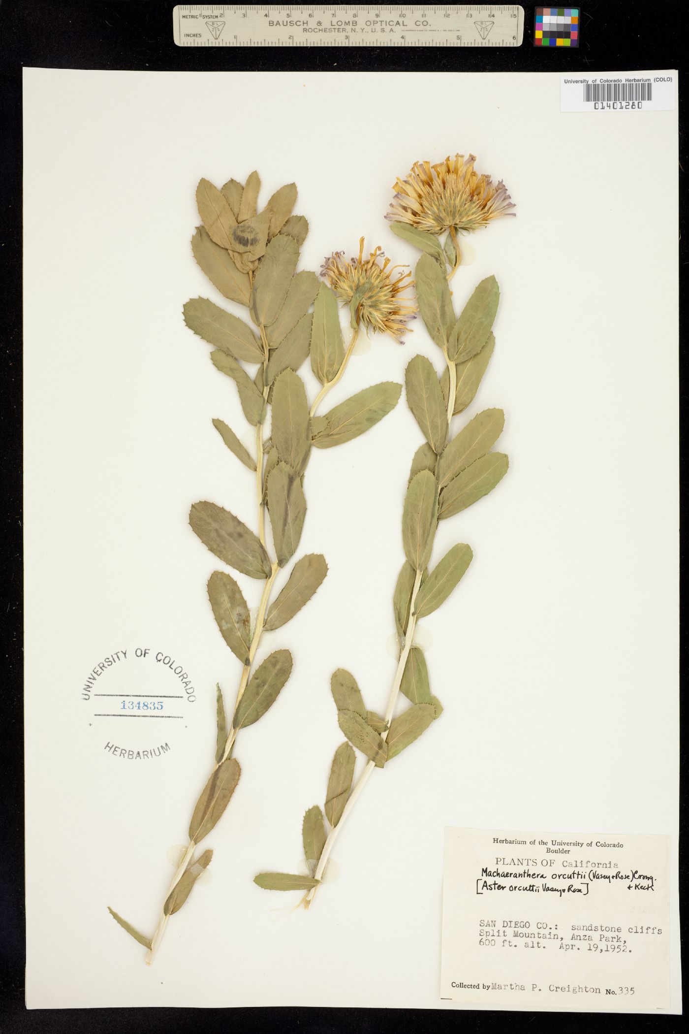 Xylorhiza orcuttii image