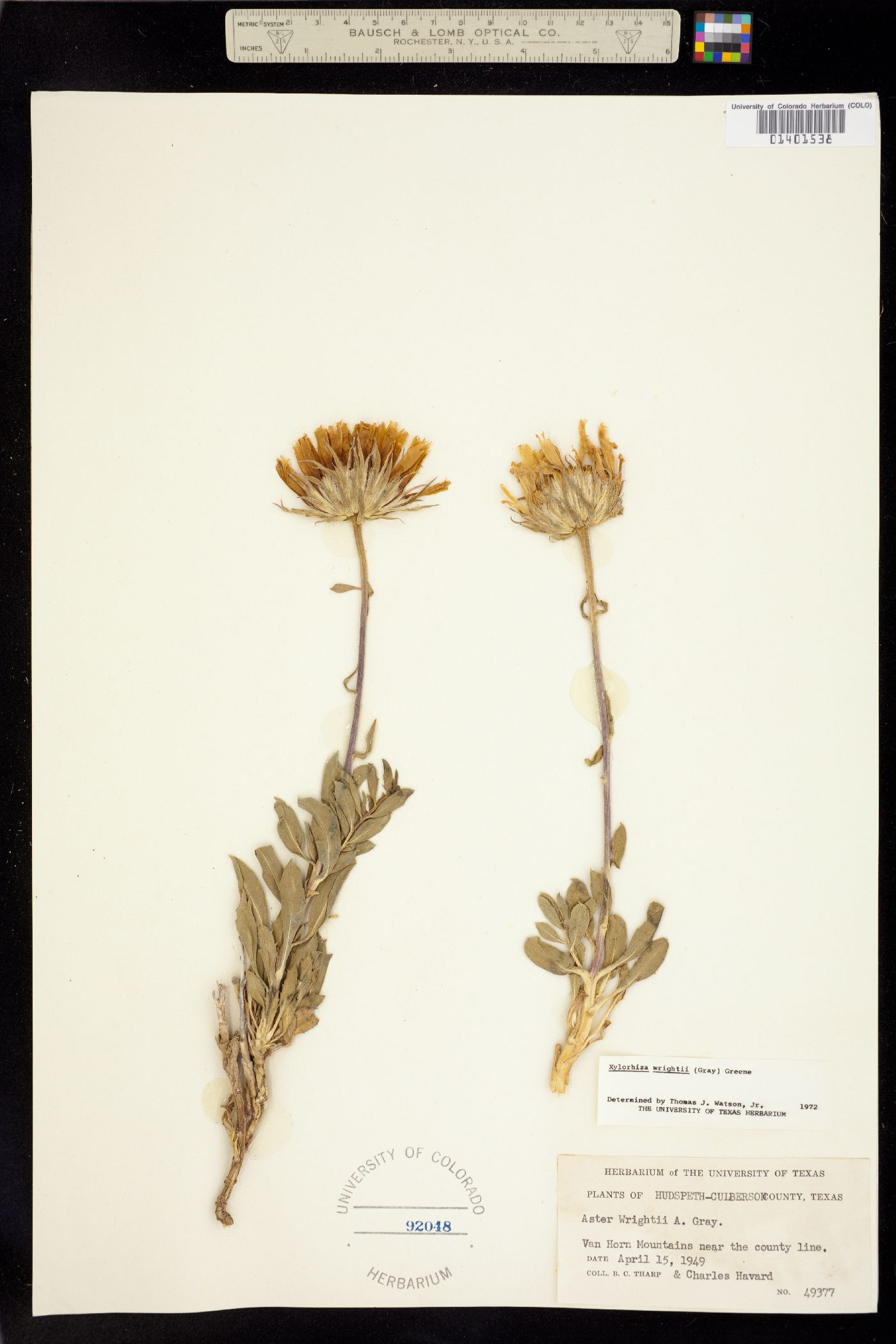 Xylorhiza wrightii image
