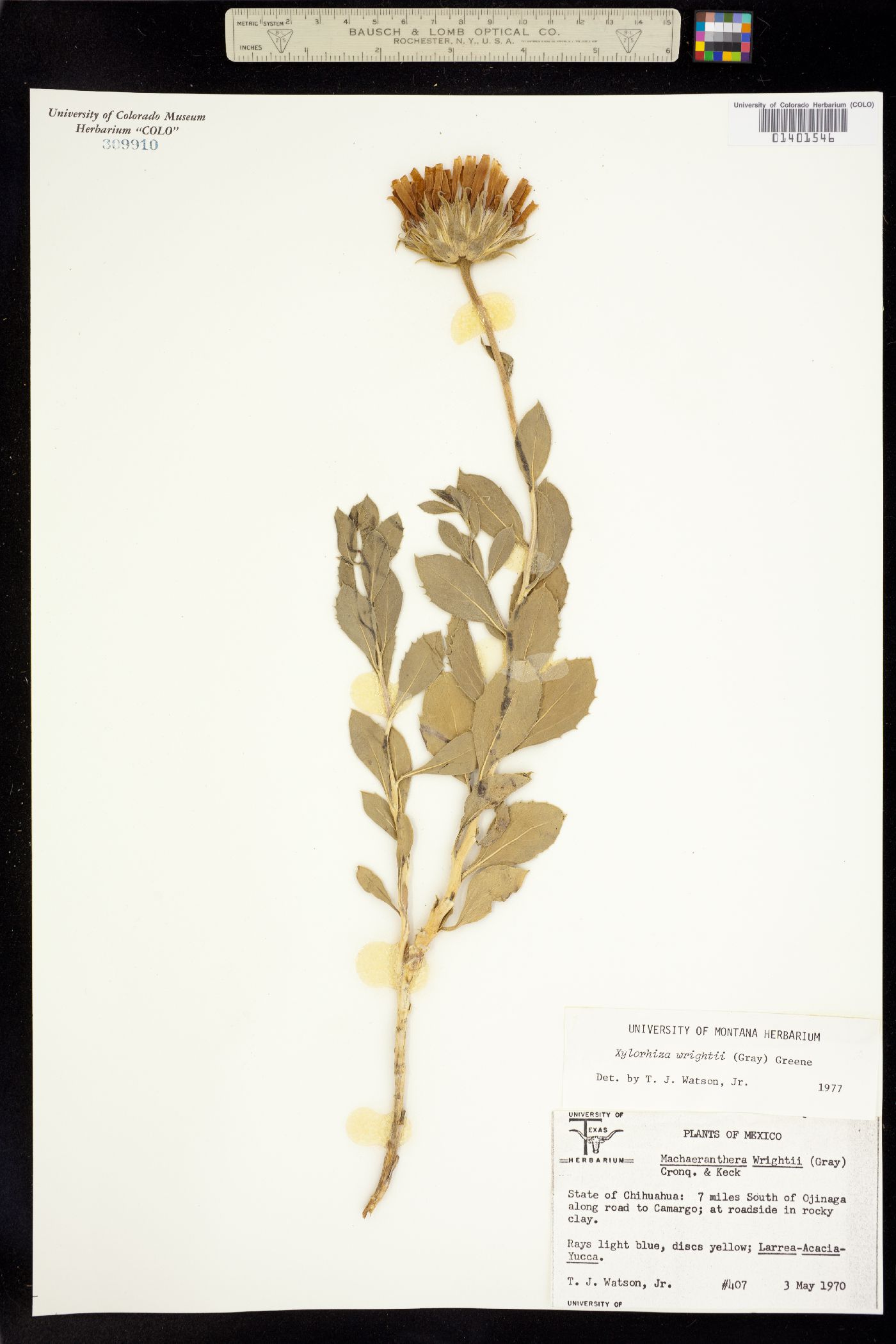 Xylorhiza wrightii image