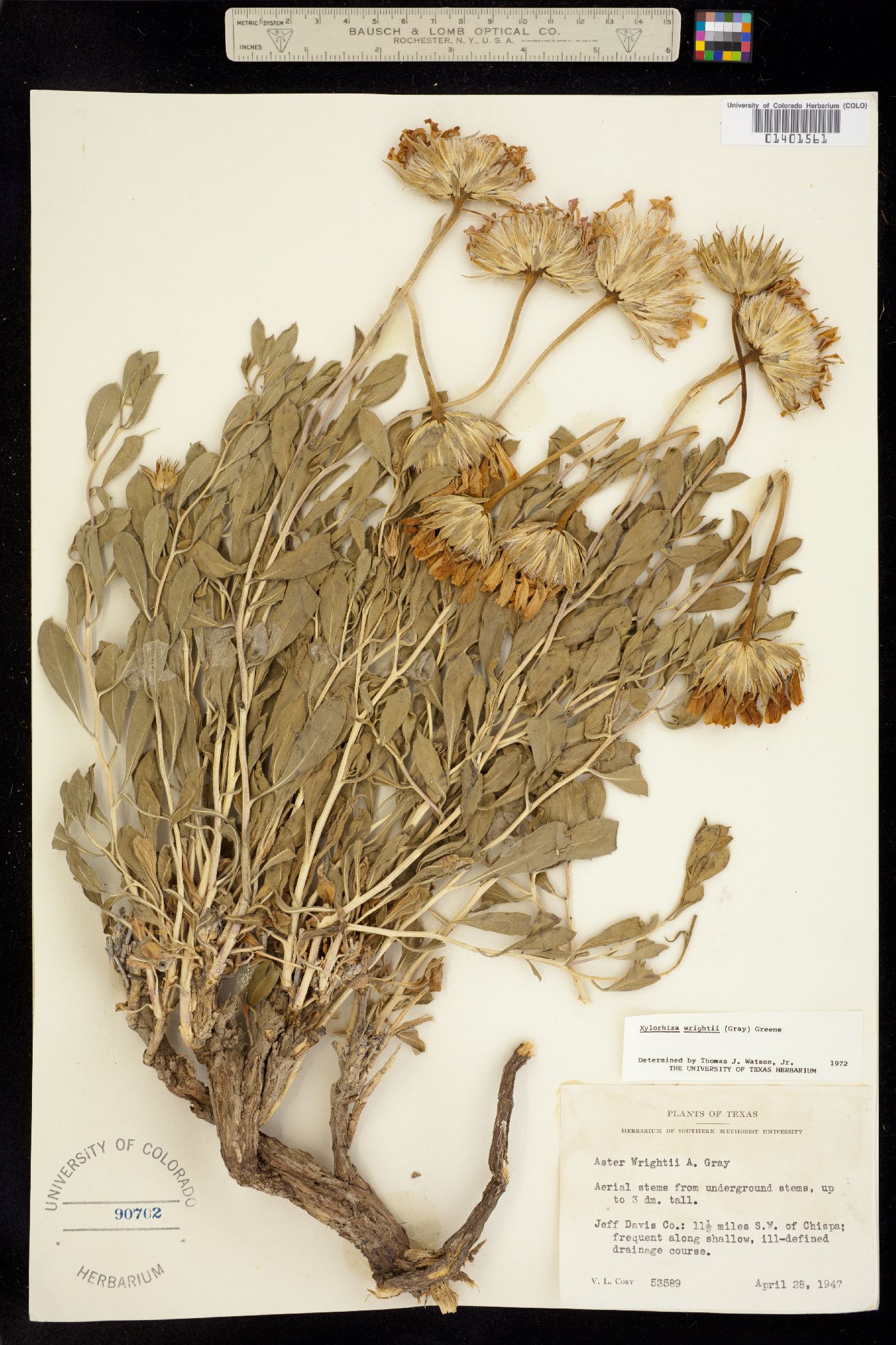 Xylorhiza wrightii image