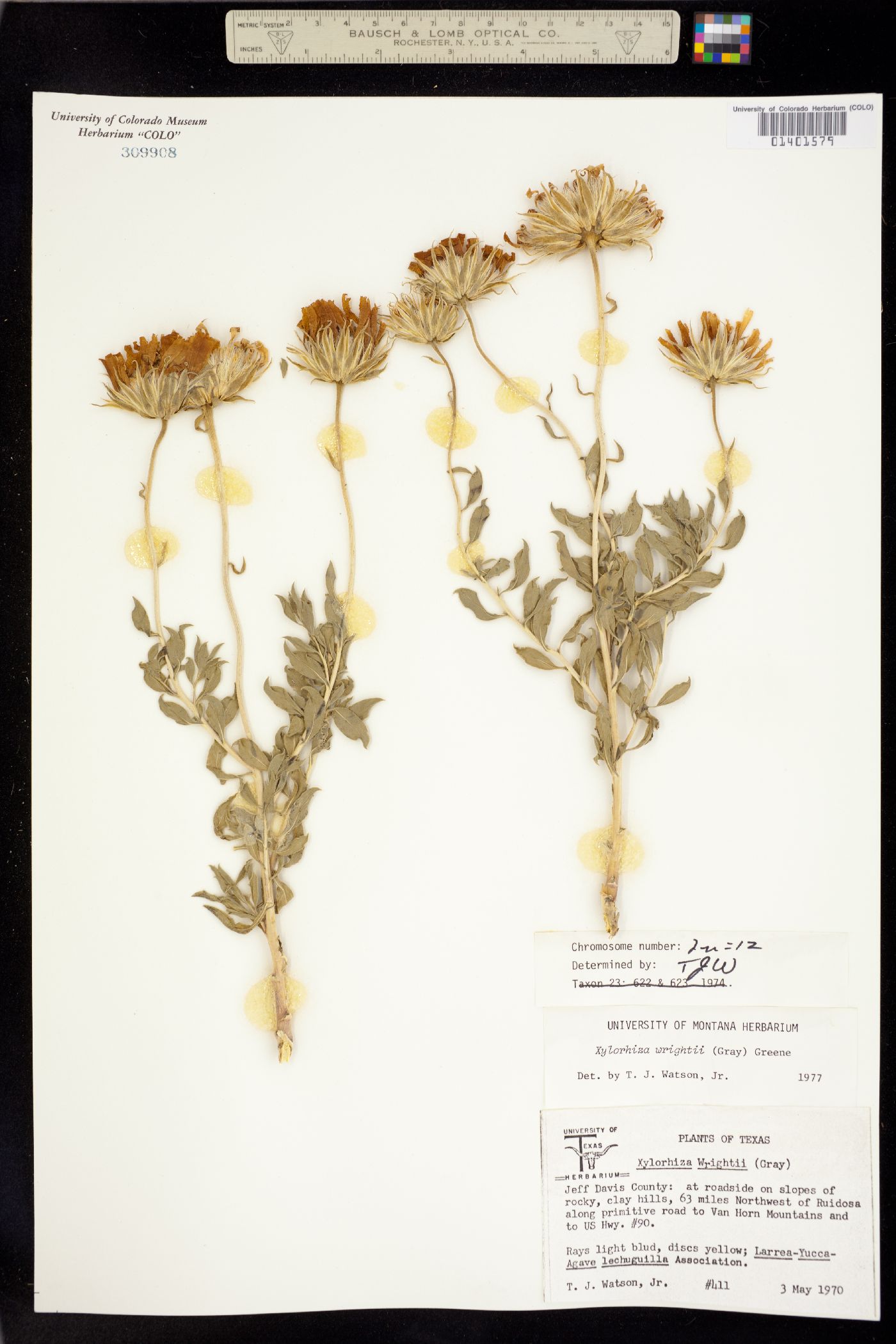 Xylorhiza wrightii image