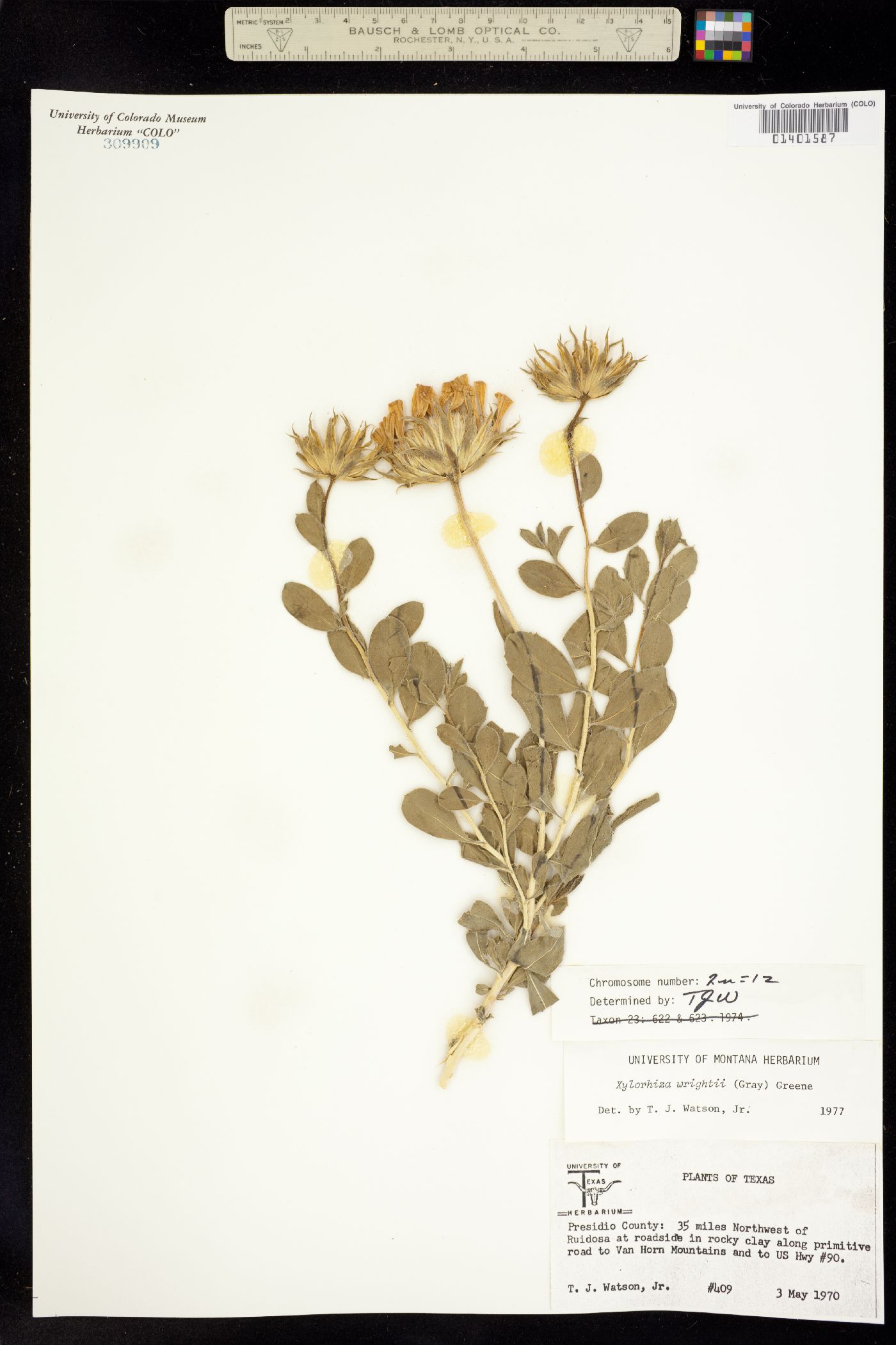 Xylorhiza wrightii image