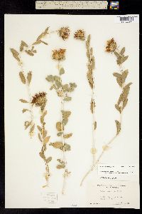 Image of Xylorhiza cognata