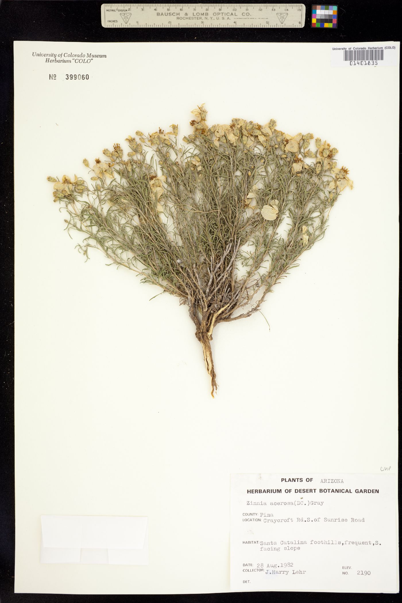 Zinnia acerosa image