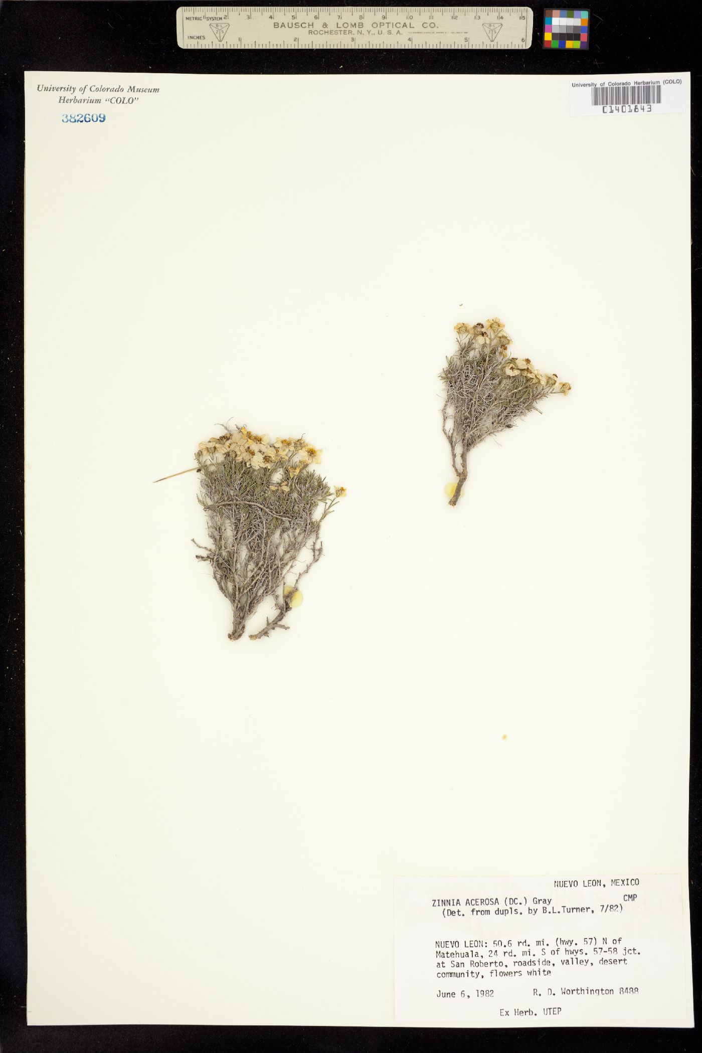 Zinnia acerosa image