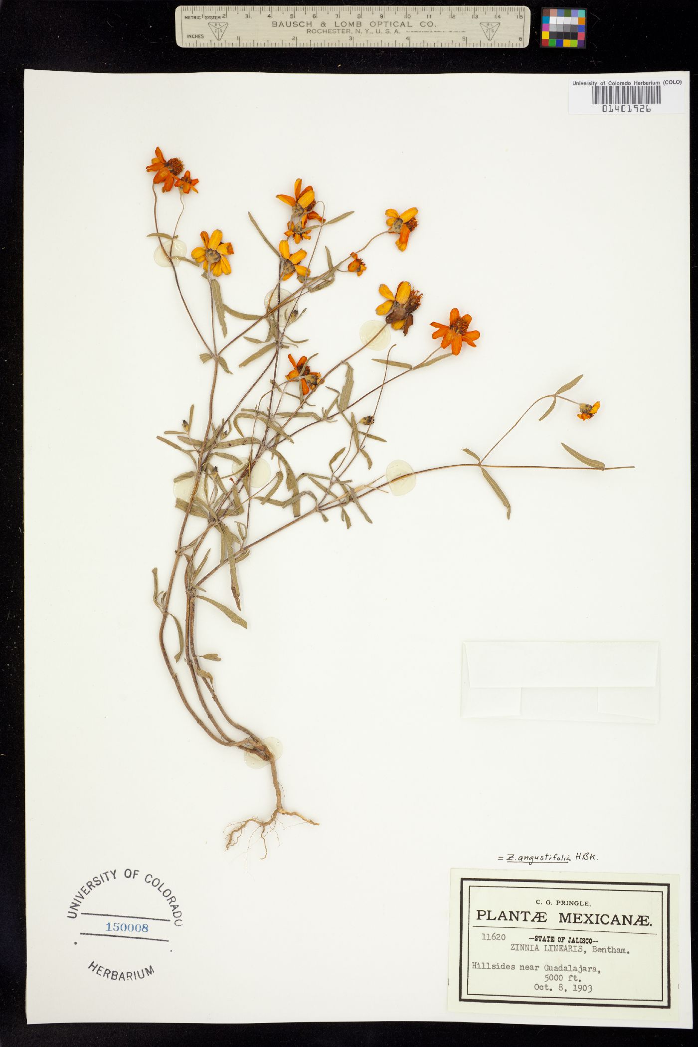 Zinnia angustifolia image