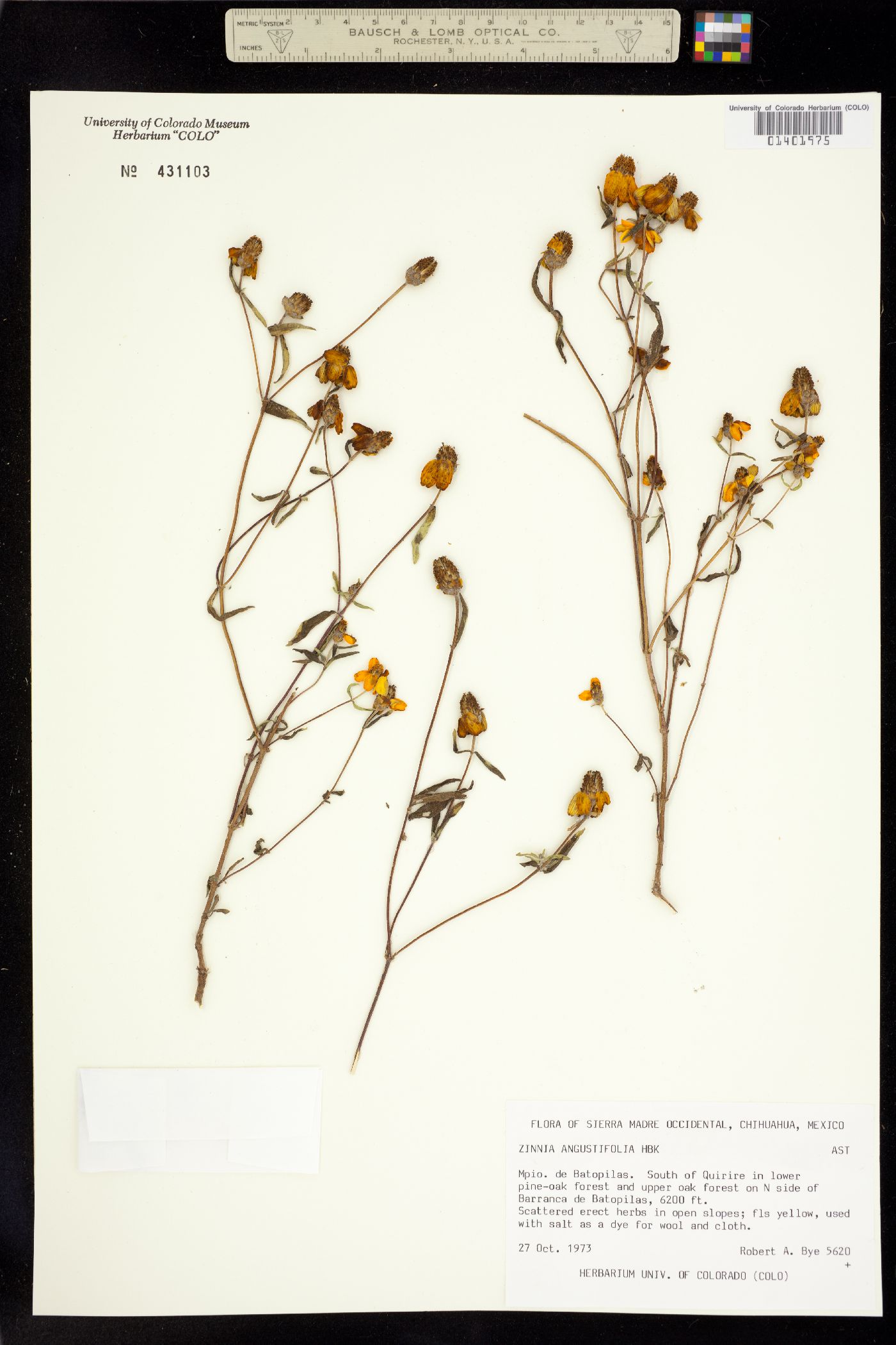 Zinnia angustifolia image