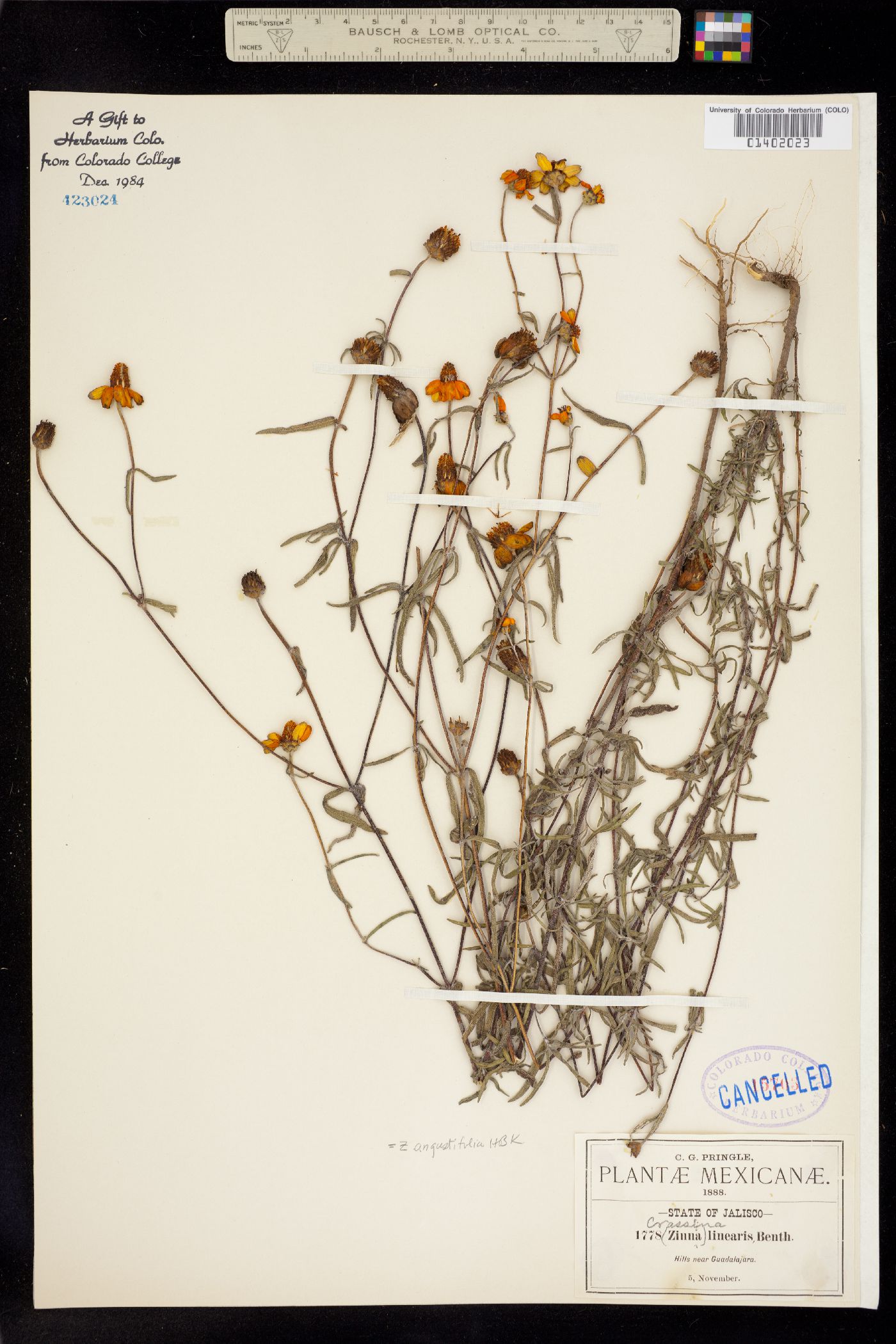 Zinnia angustifolia image