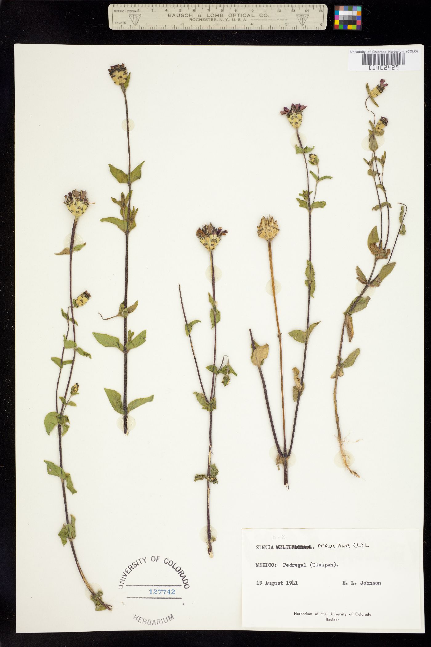 Zinnia peruviana image