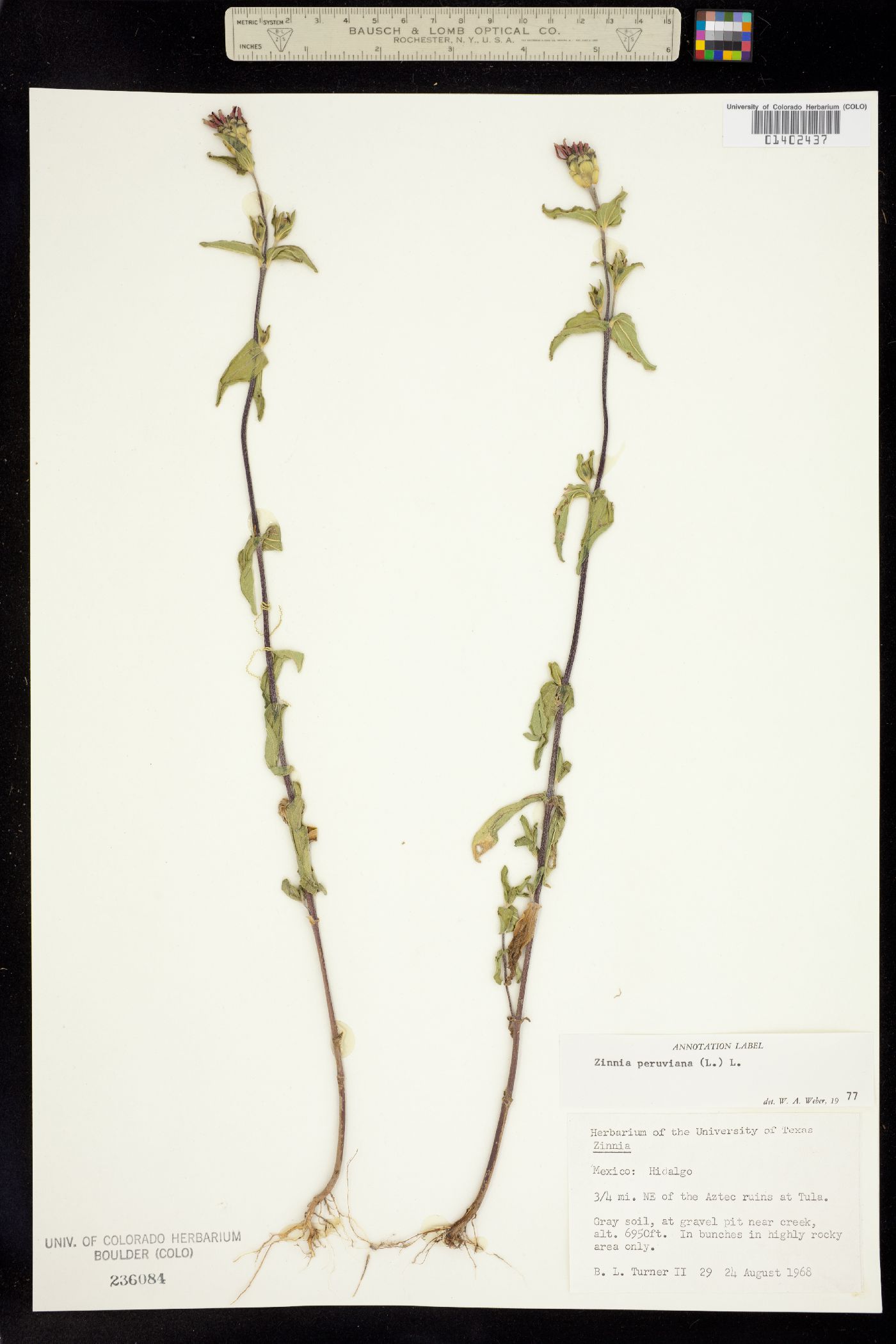 Zinnia peruviana image