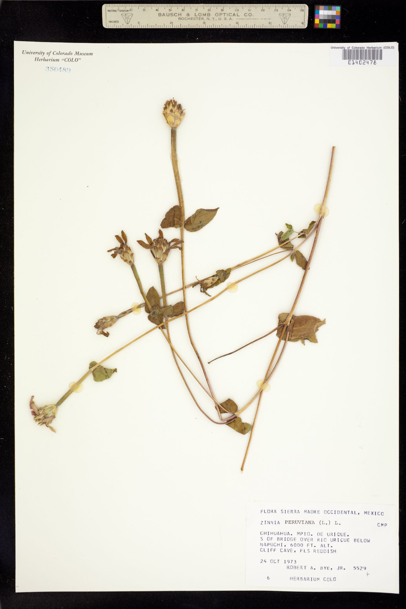 Zinnia peruviana image