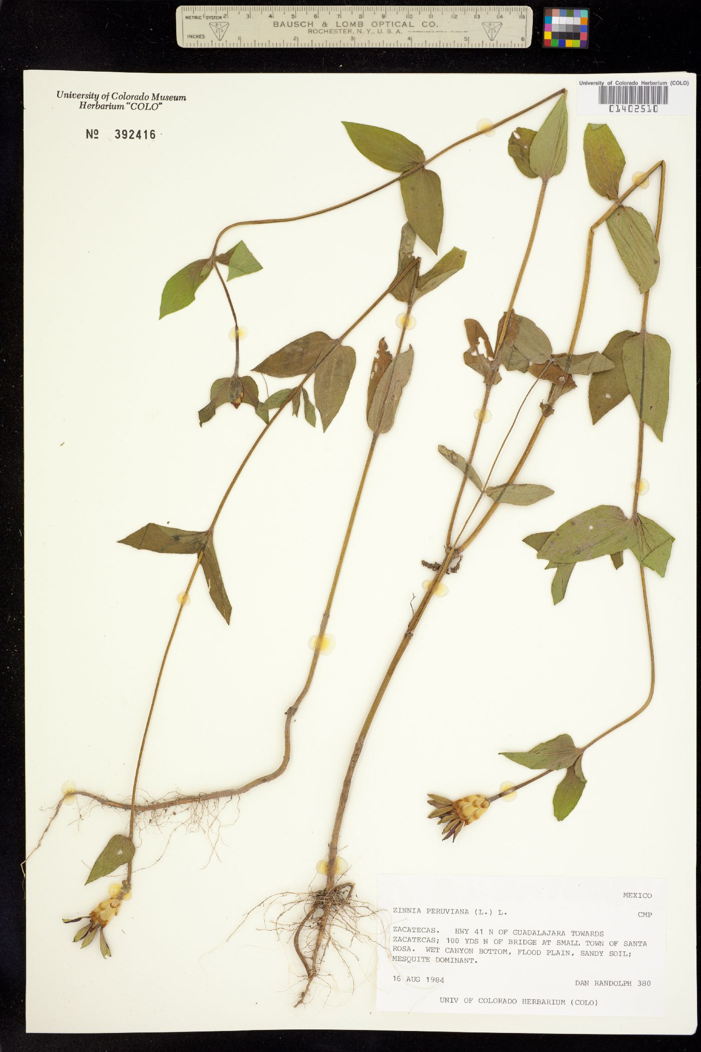 Zinnia peruviana image