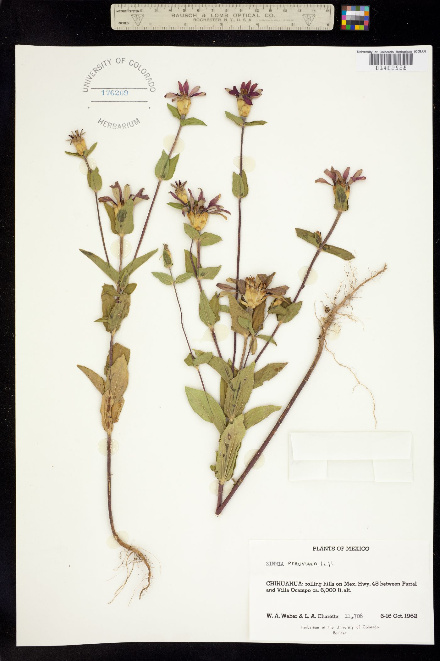 Zinnia peruviana image