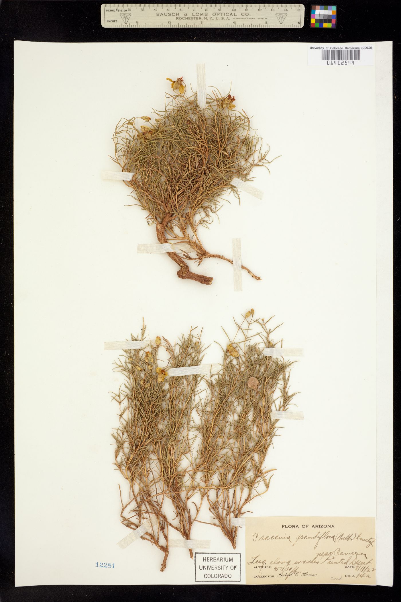 Zinnia acerosa image