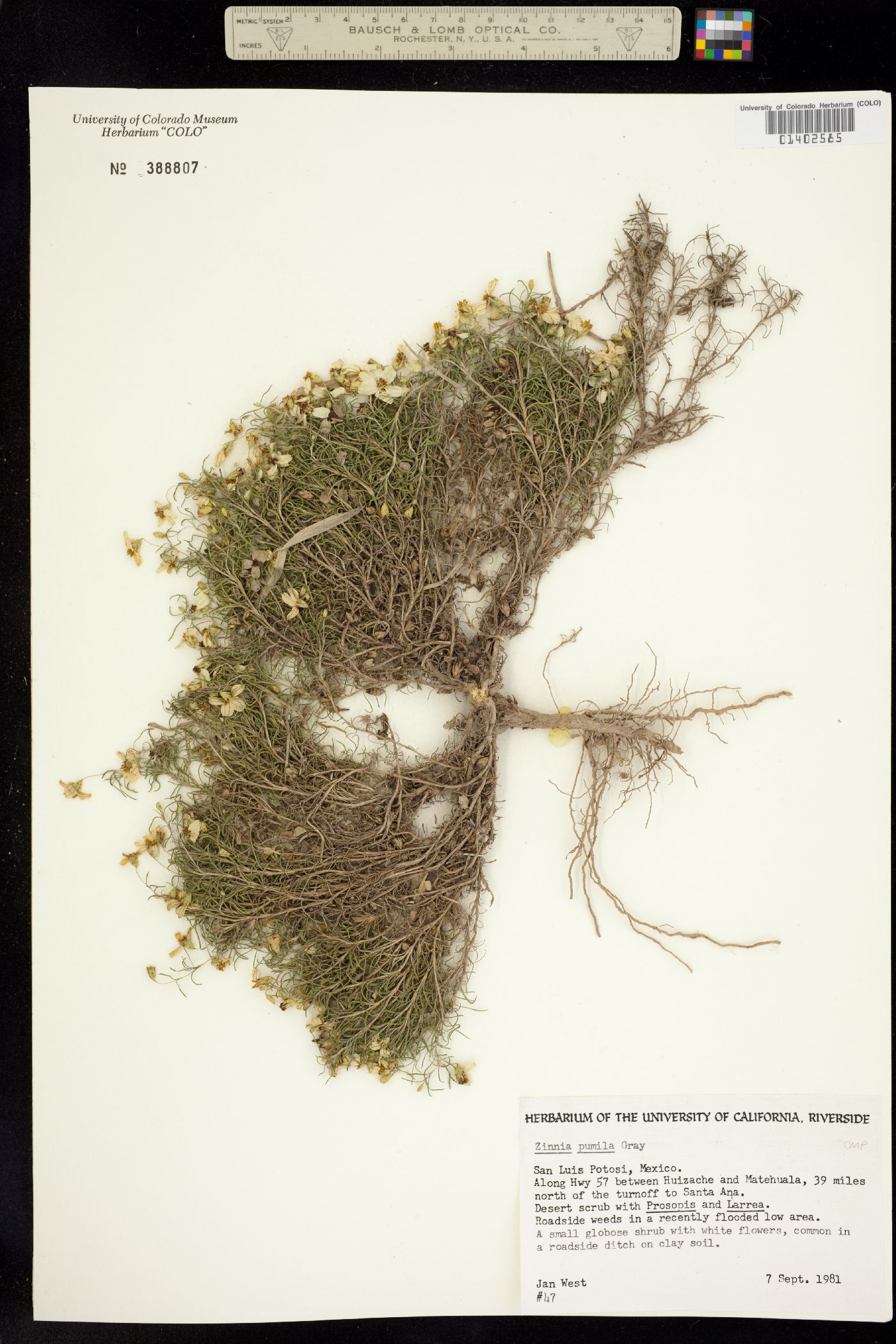 Zinnia acerosa image
