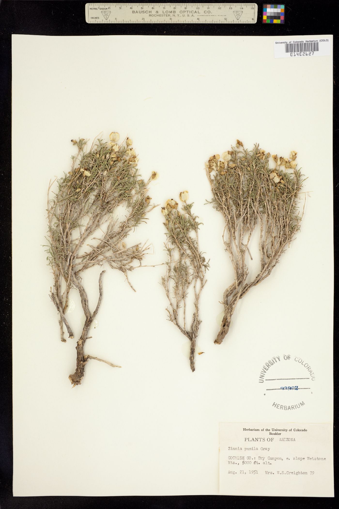 Zinnia acerosa image