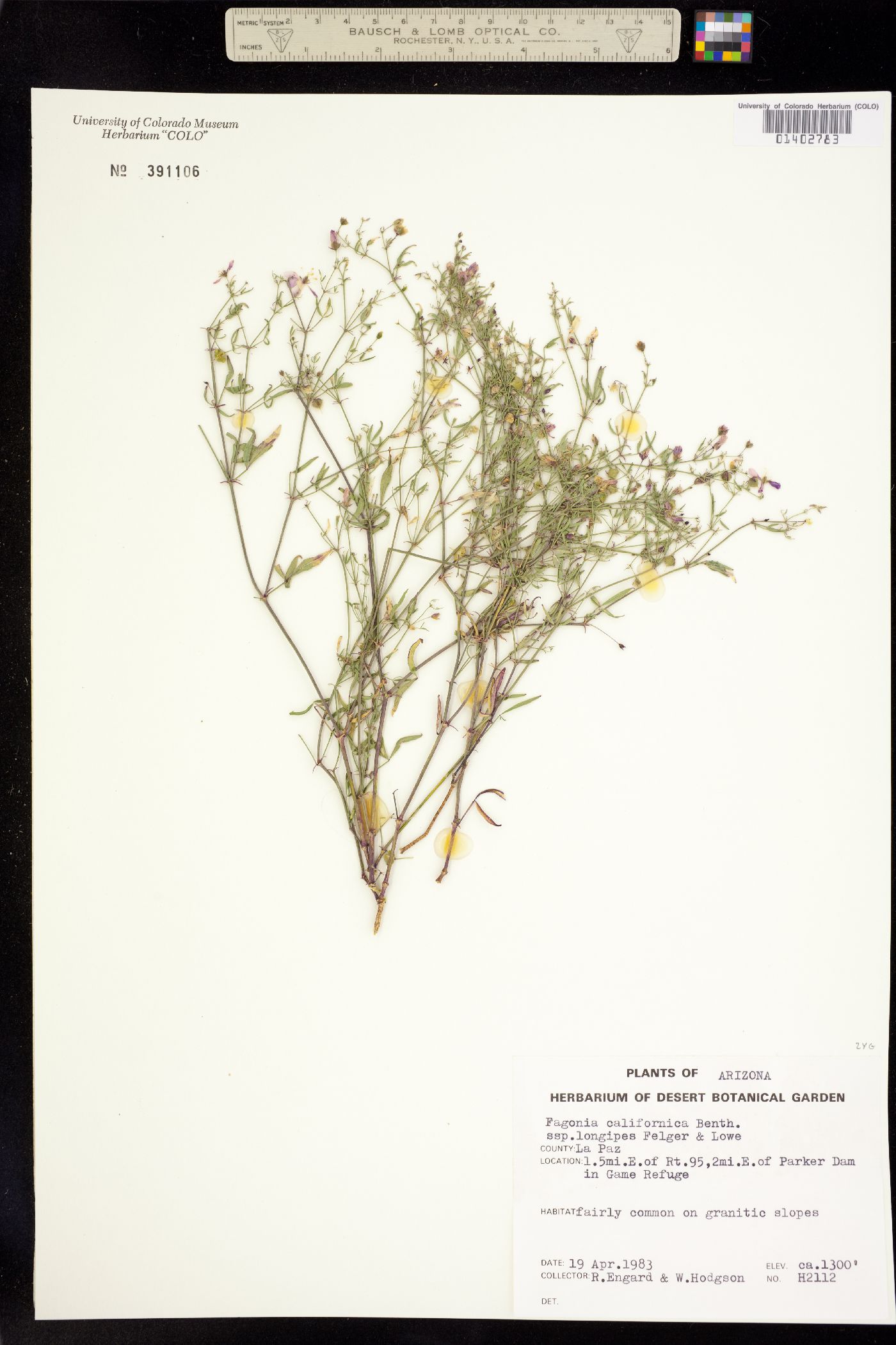 Fagonia californica image