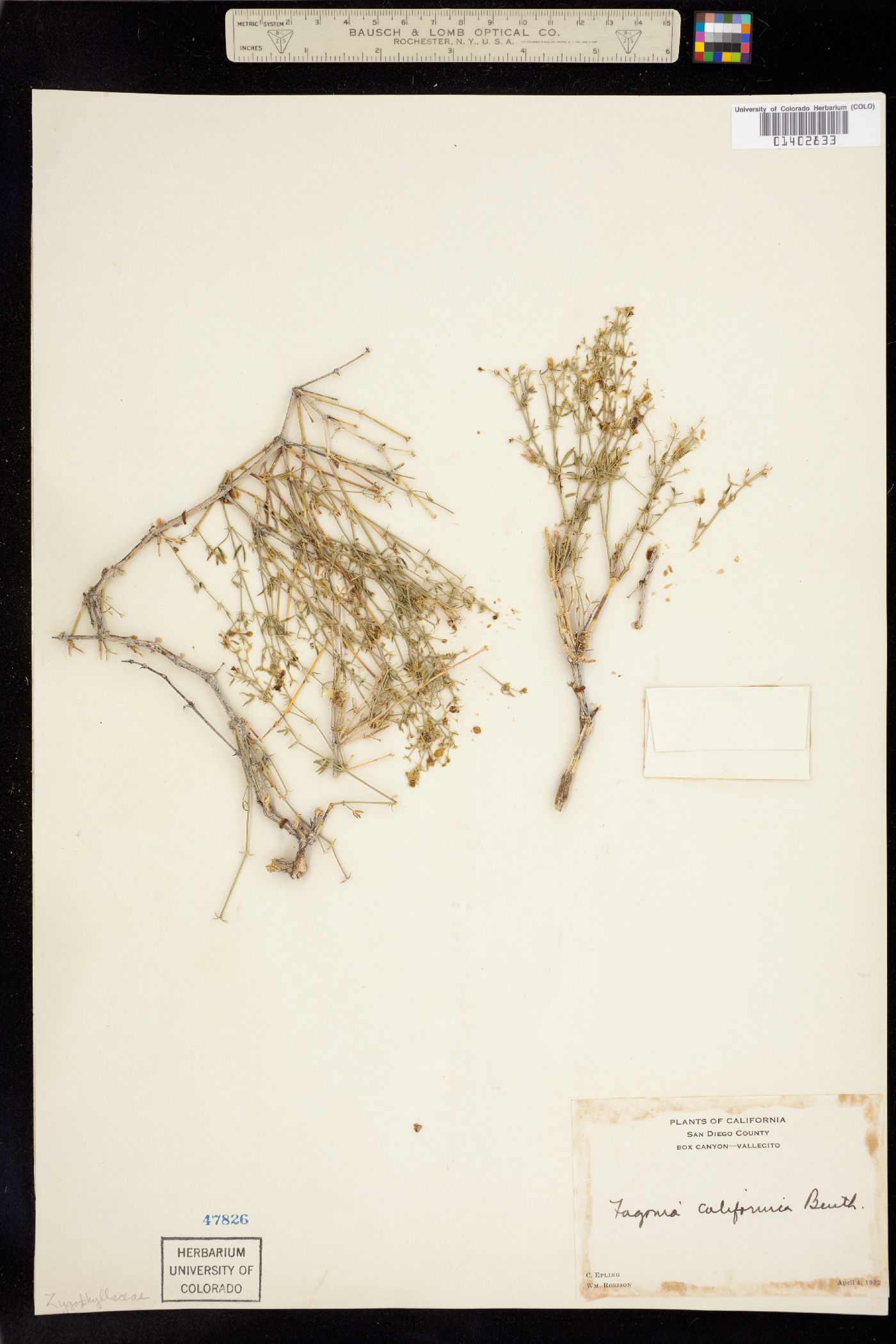 Fagonia californica image