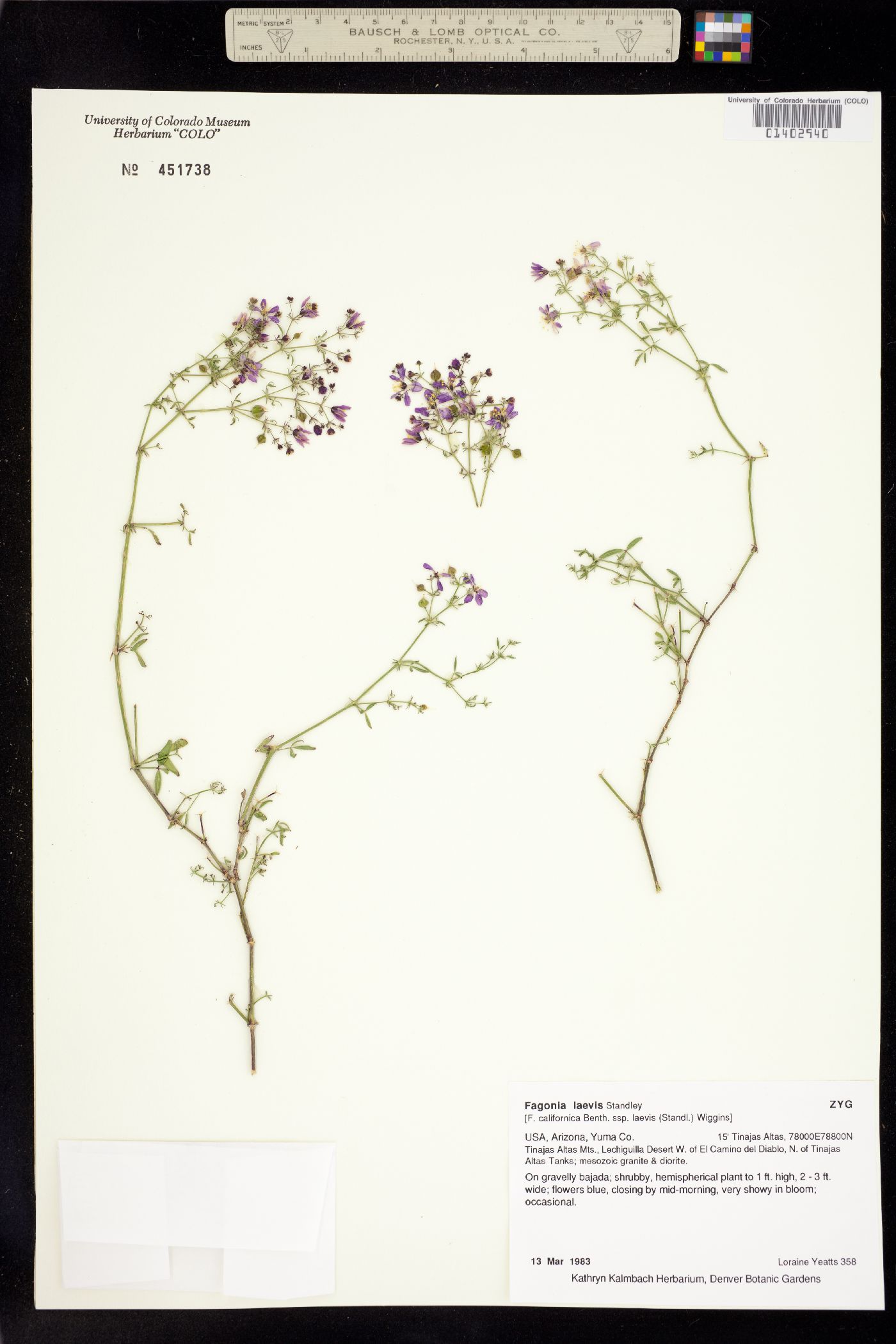 Fagonia laevis image
