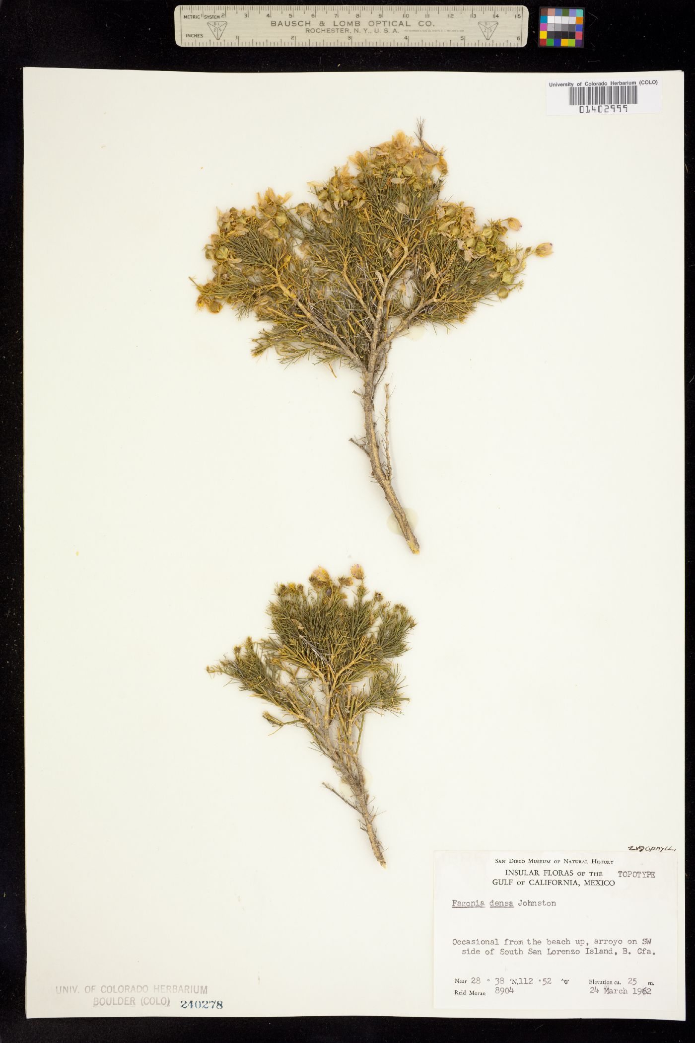 Fagonia densa image
