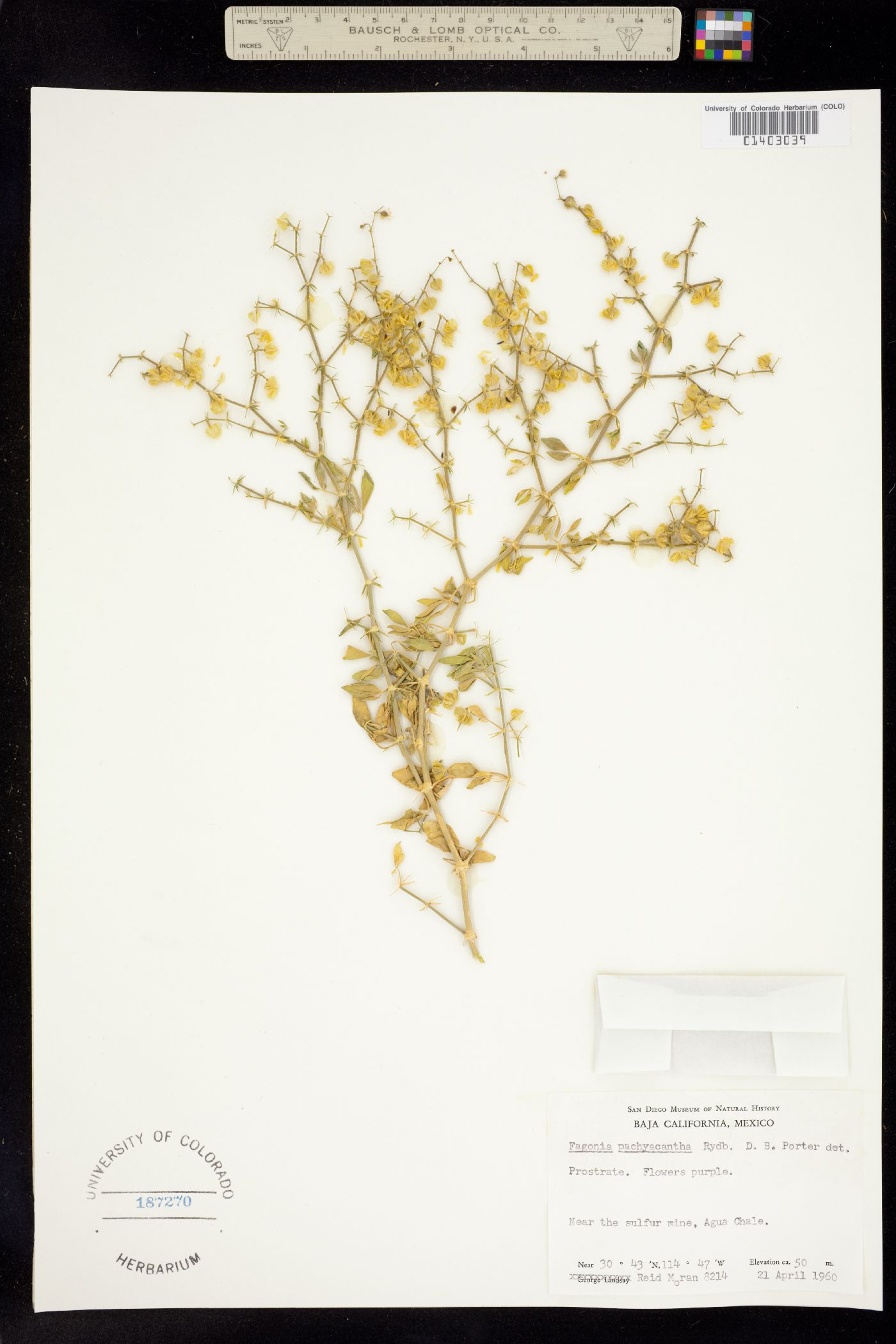 Fagonia pachyacantha image