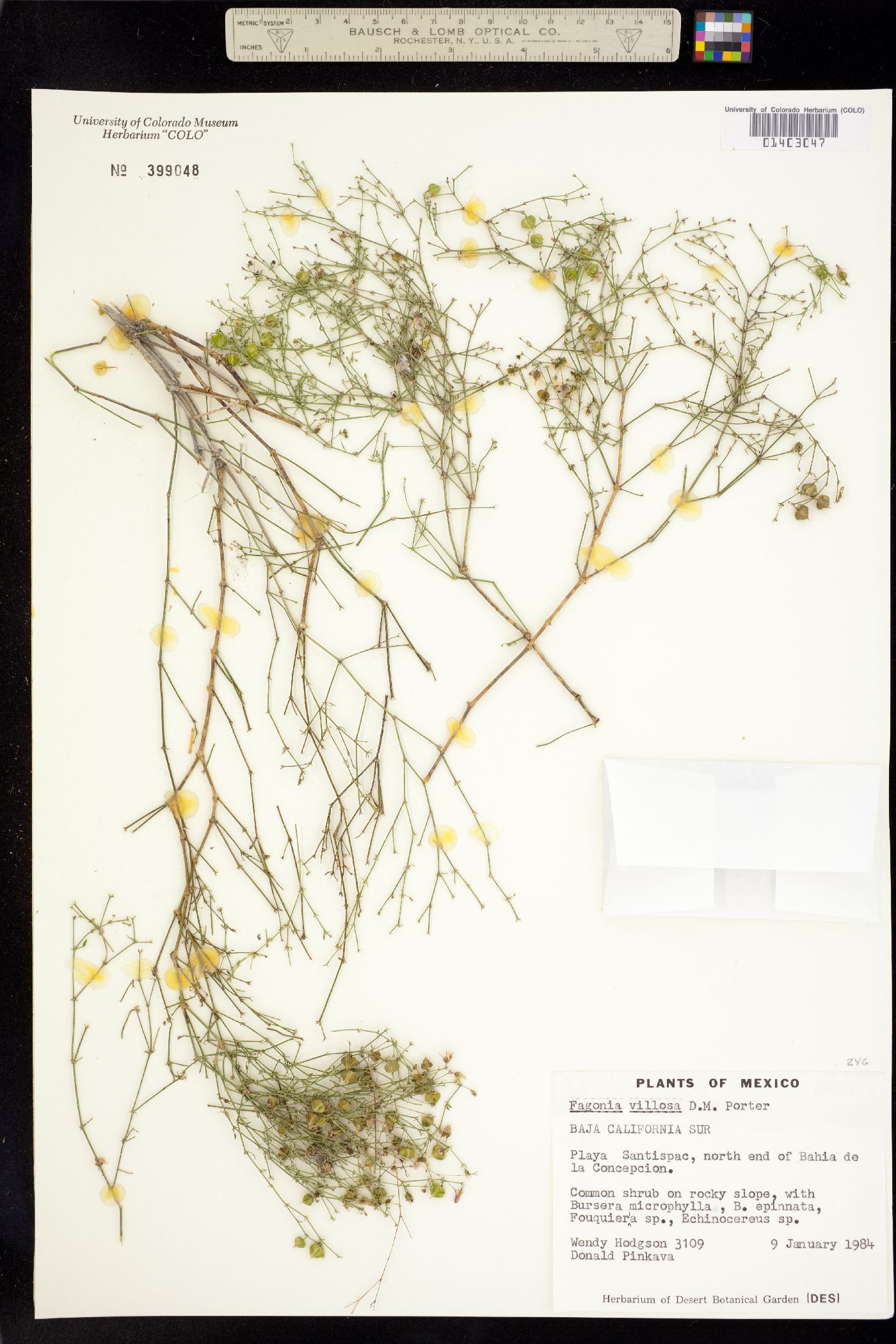 Fagonia villosa image