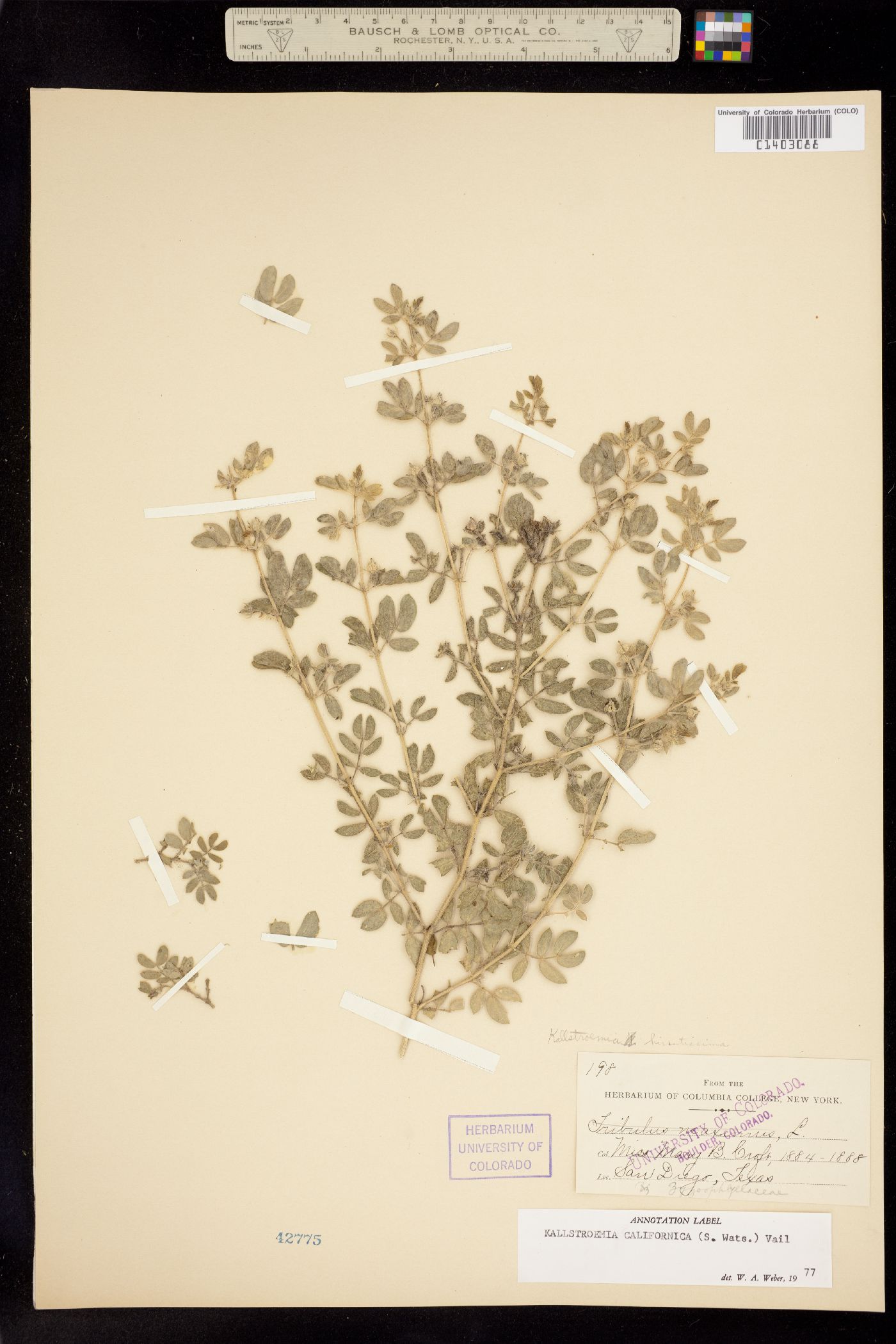 Kallstroemia californica image