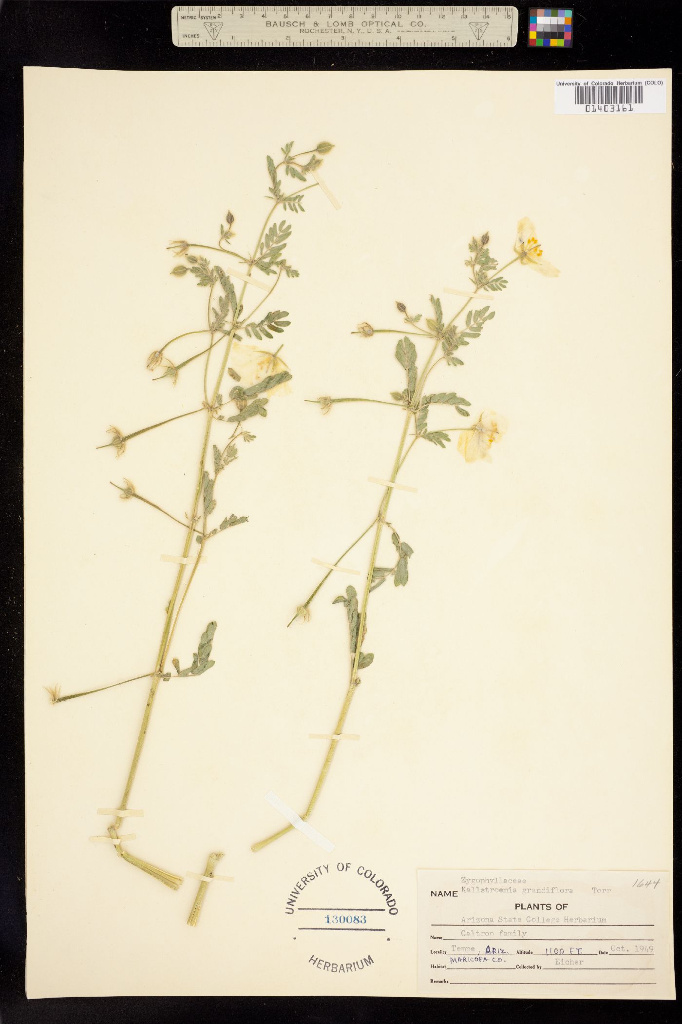 Kallstroemia grandiflora image