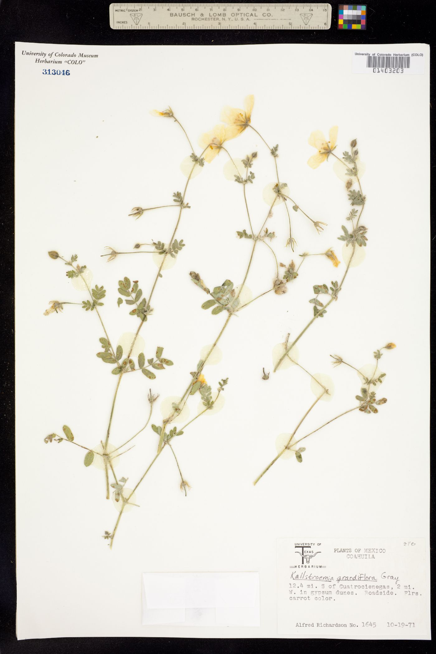 Kallstroemia grandiflora image