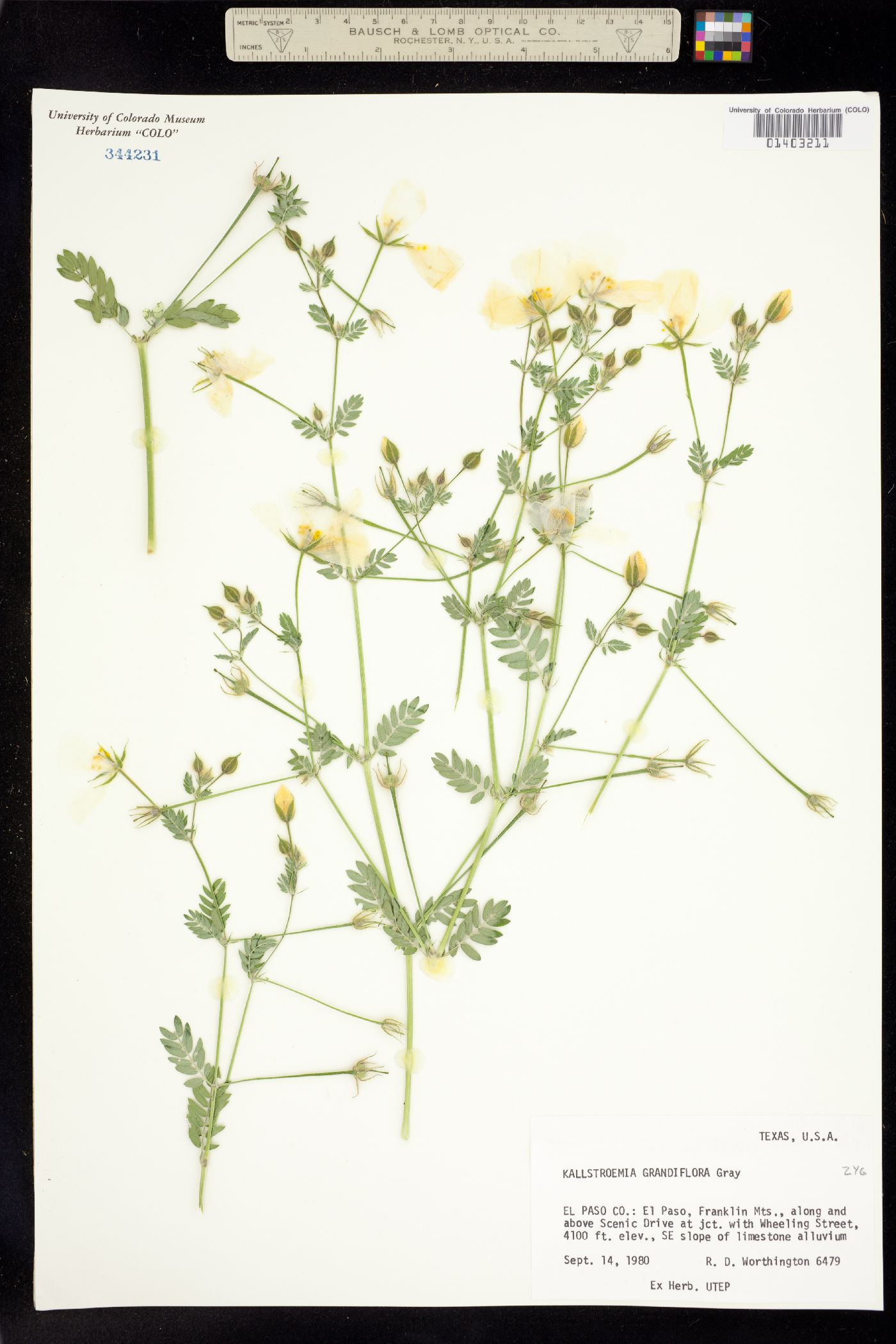 Kallstroemia grandiflora image