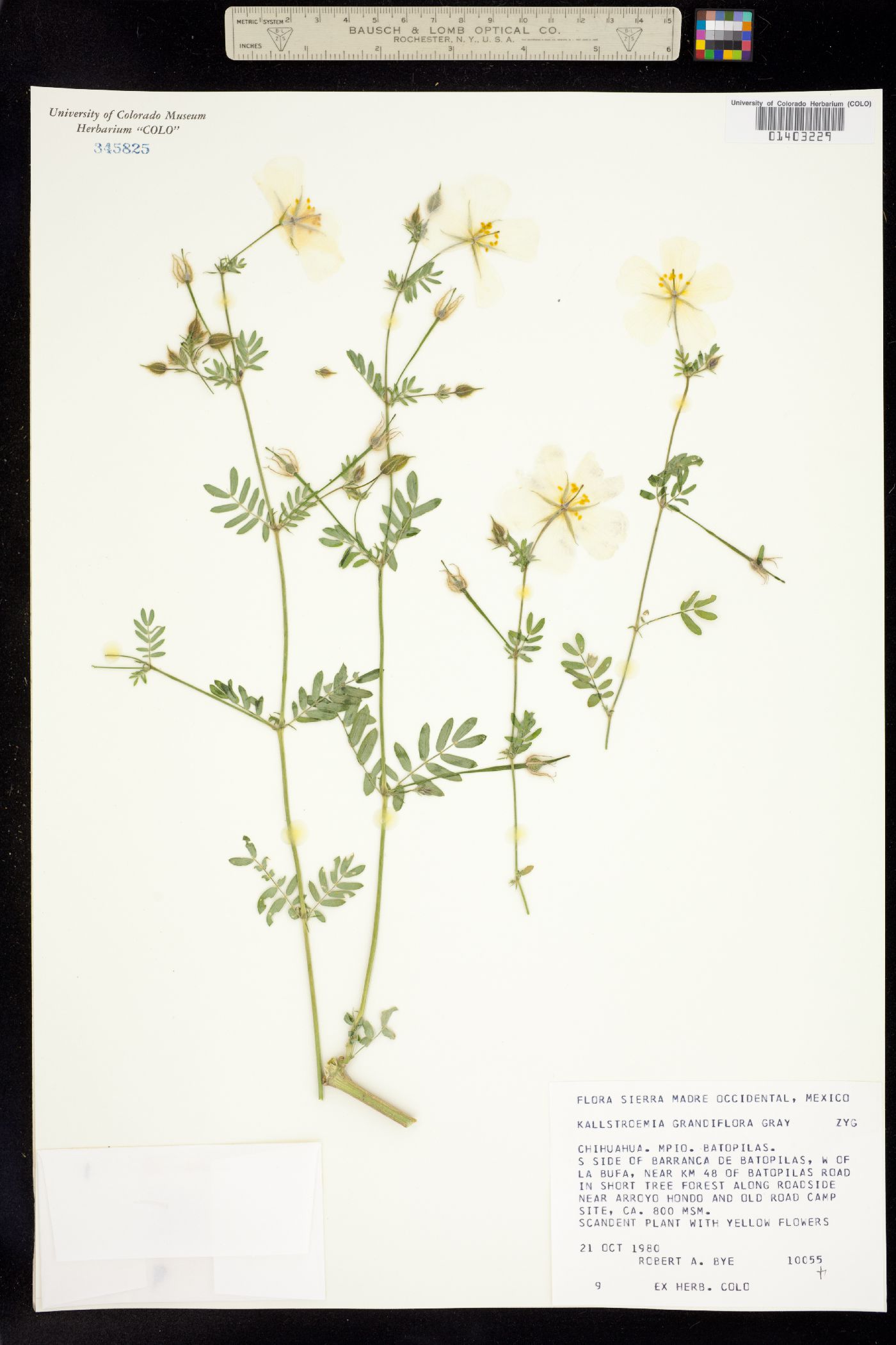 Kallstroemia grandiflora image