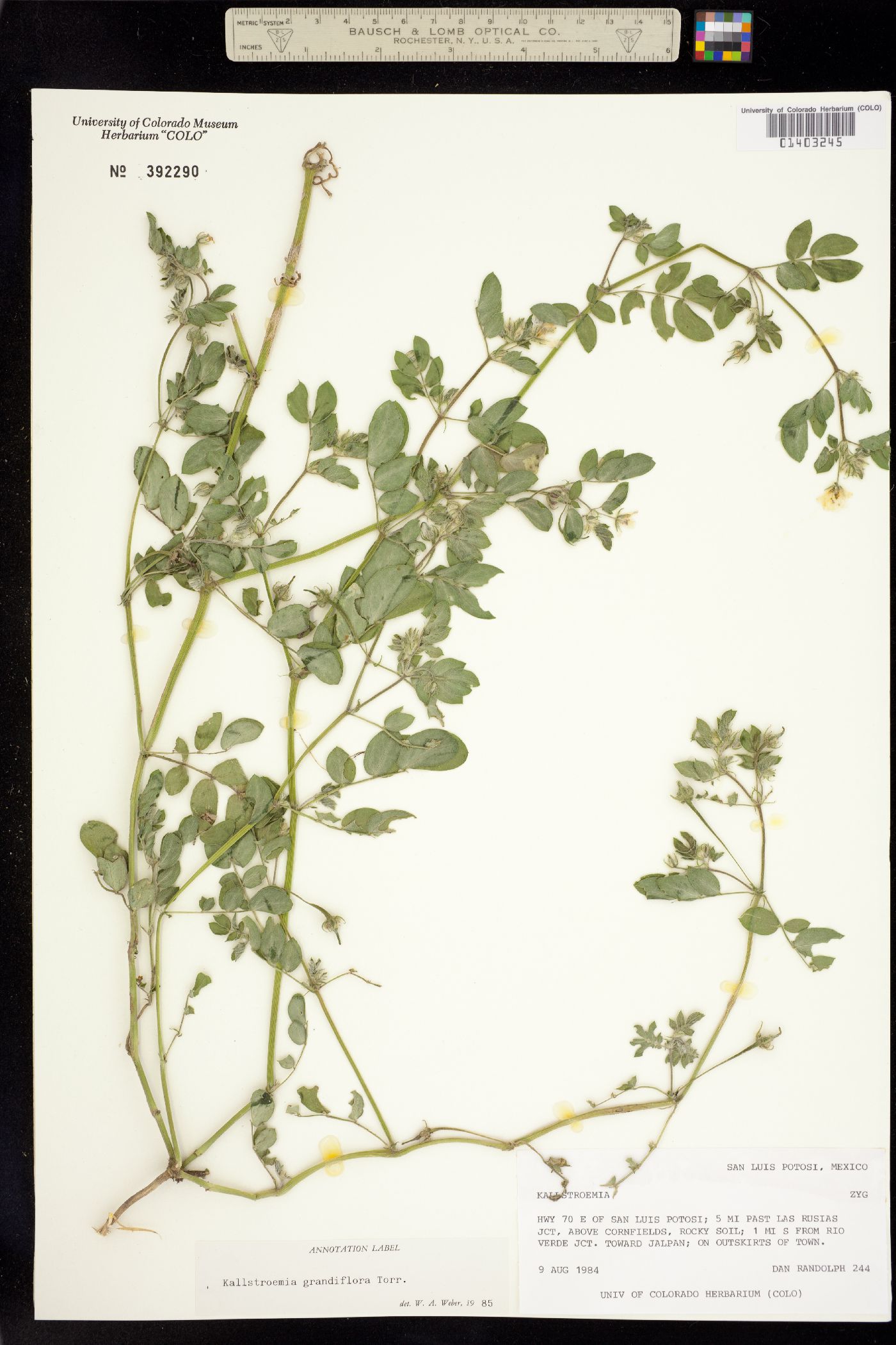 Kallstroemia grandiflora image