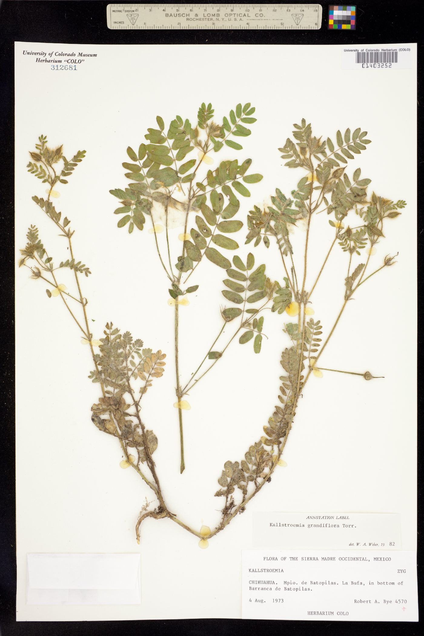 Kallstroemia grandiflora image