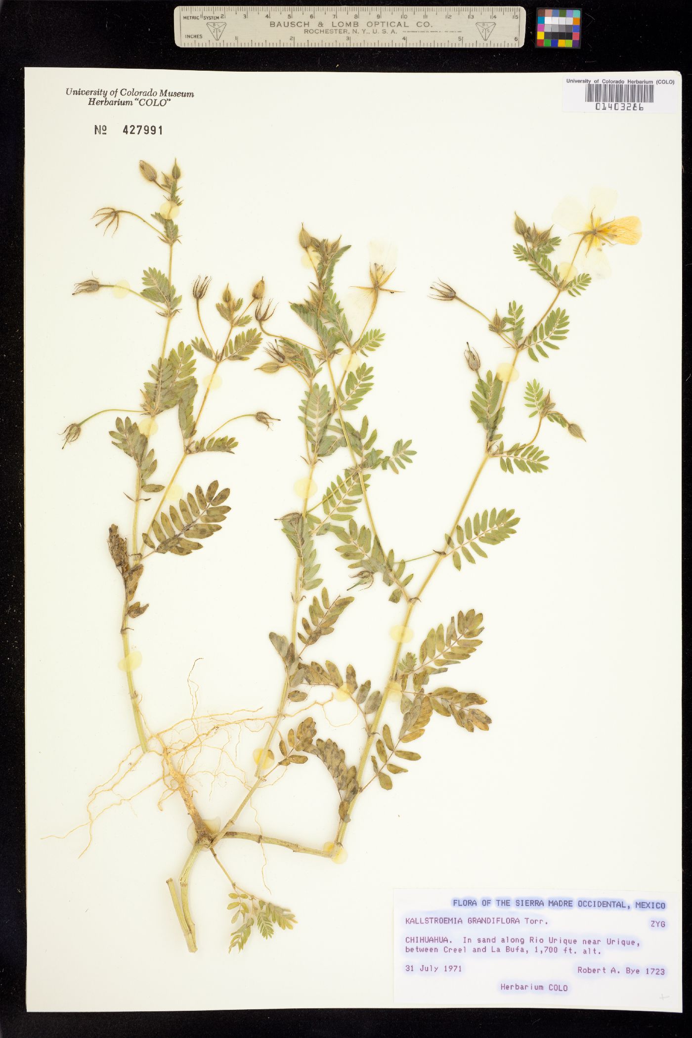 Kallstroemia grandiflora image