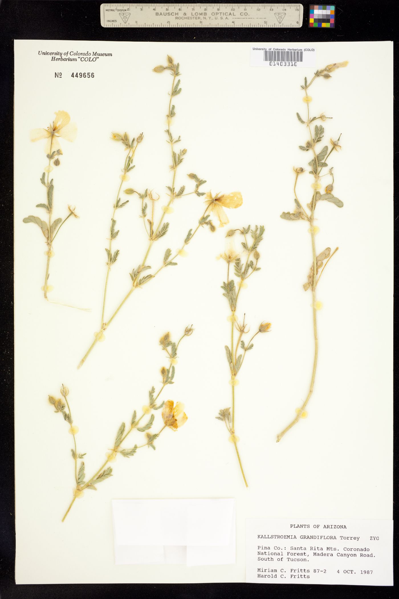 Kallstroemia grandiflora image