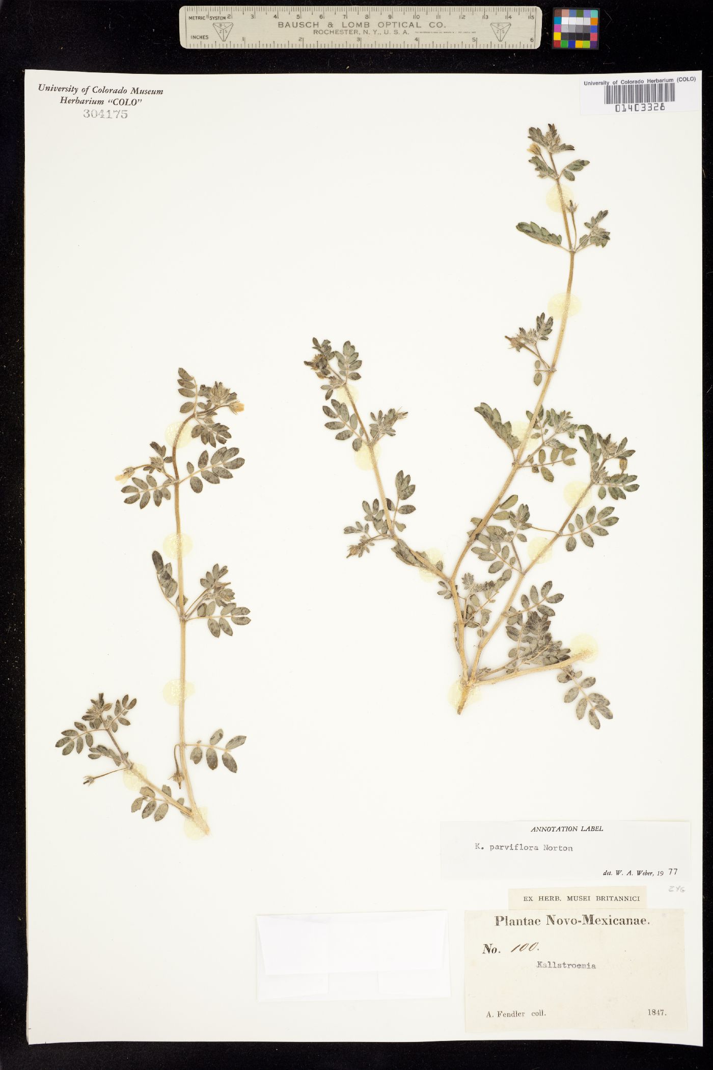 Kallstroemia parviflora image