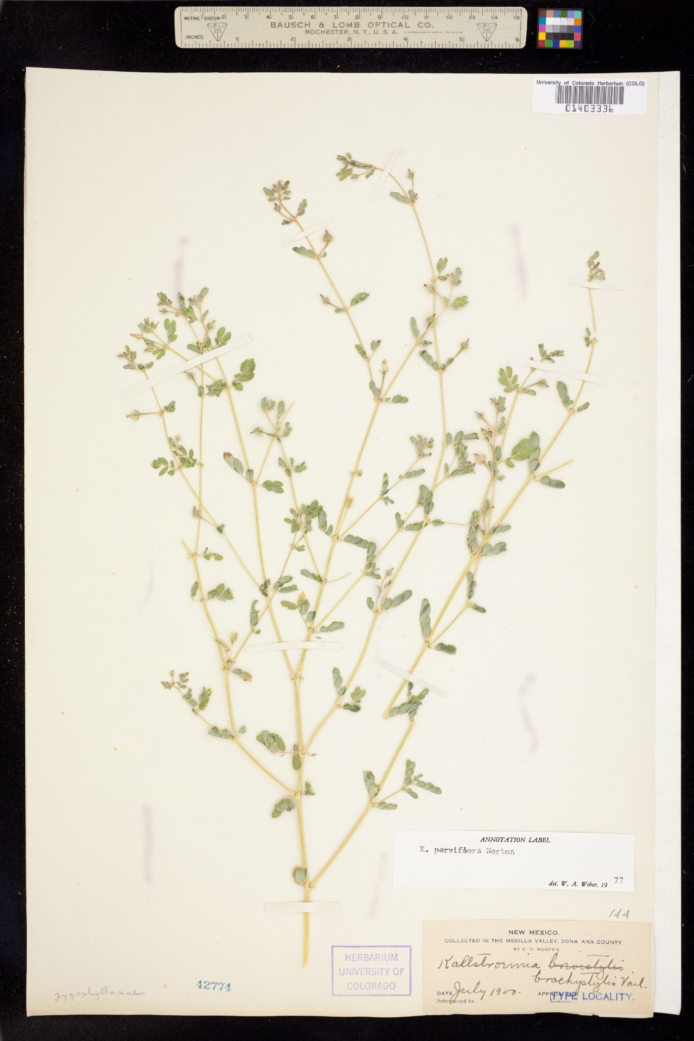 Kallstroemia parviflora image