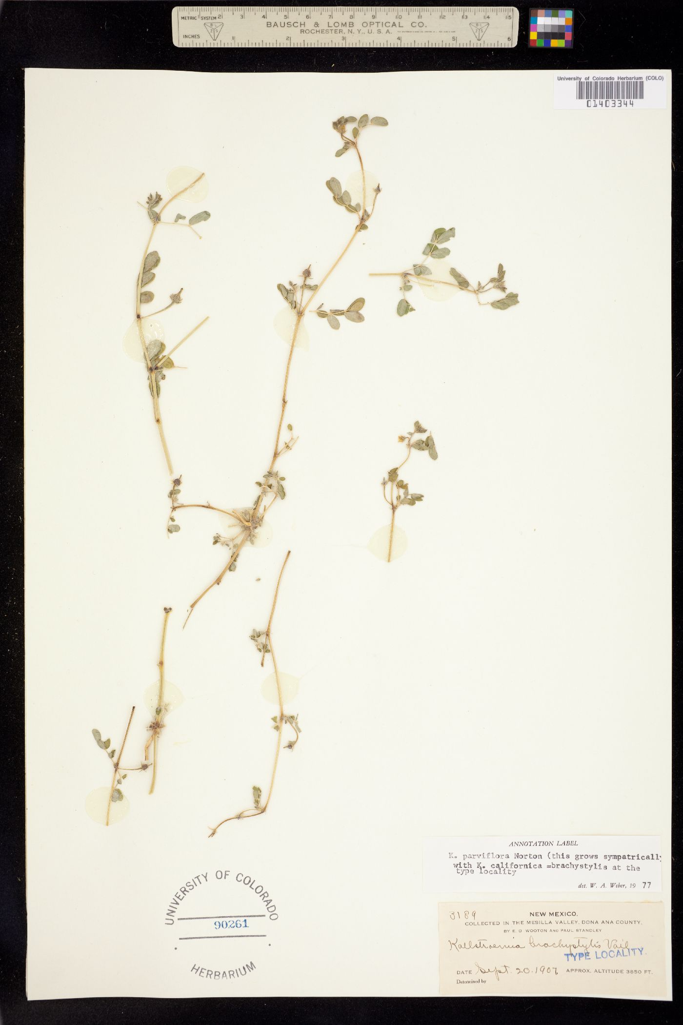 Kallstroemia parviflora image
