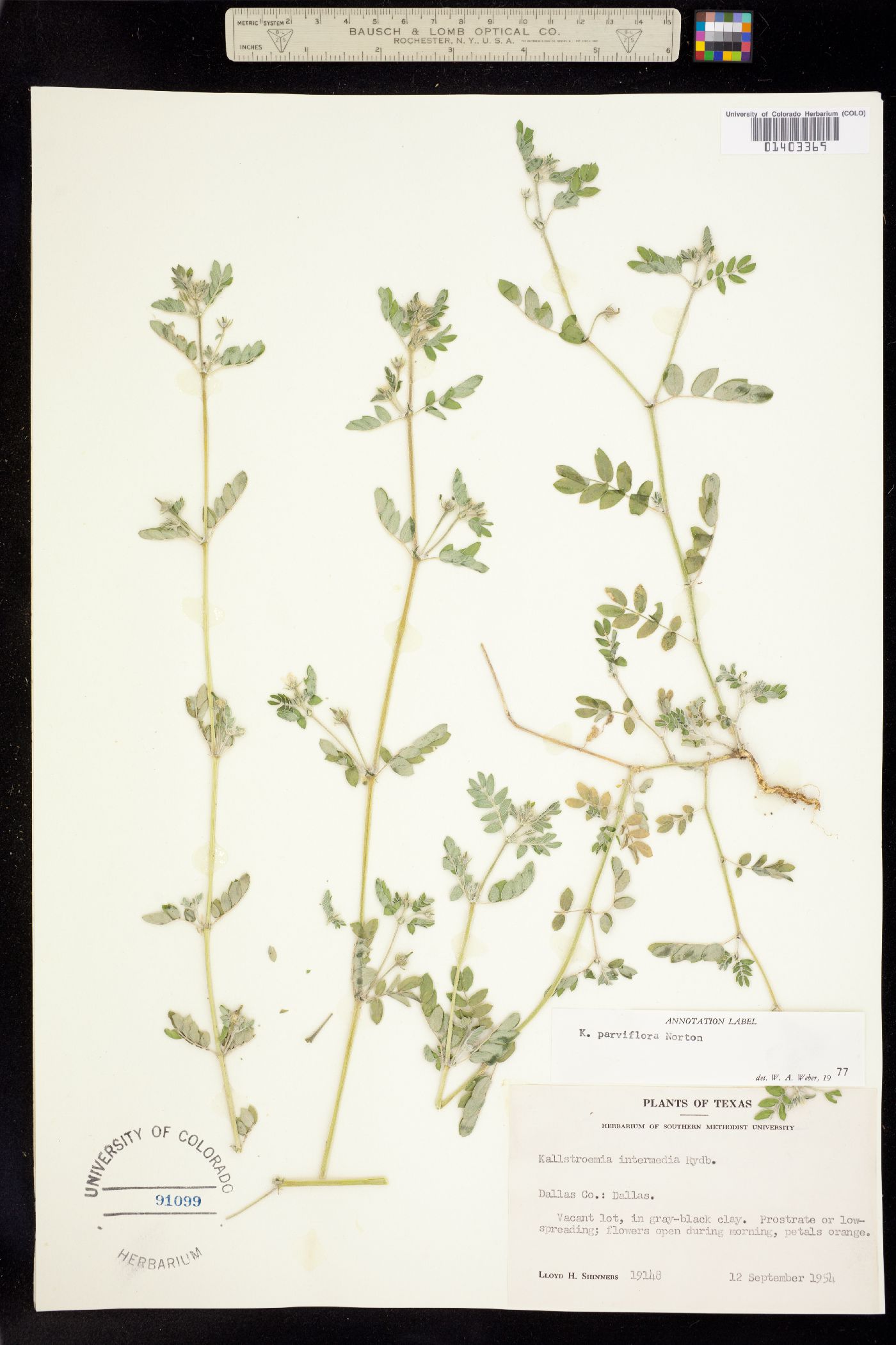 Kallstroemia parviflora image