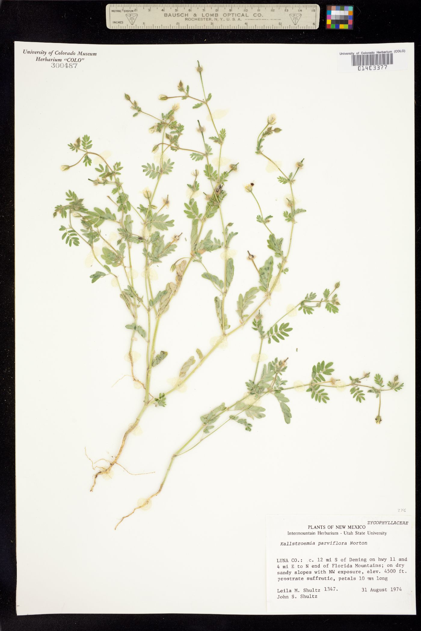 Kallstroemia parviflora image