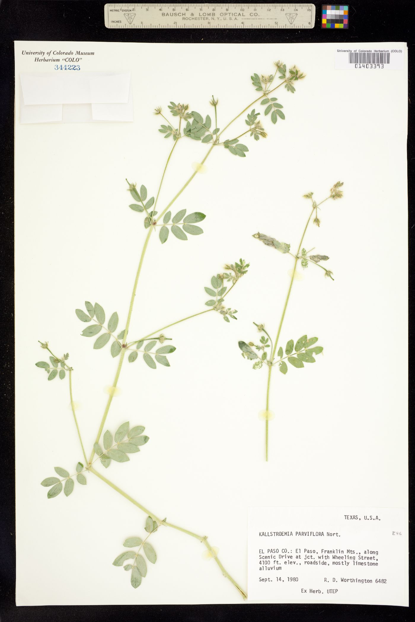 Kallstroemia parviflora image