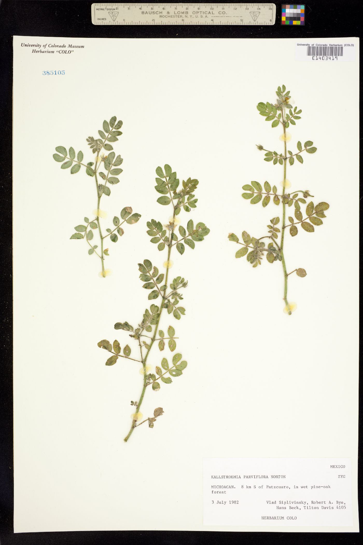 Kallstroemia parviflora image
