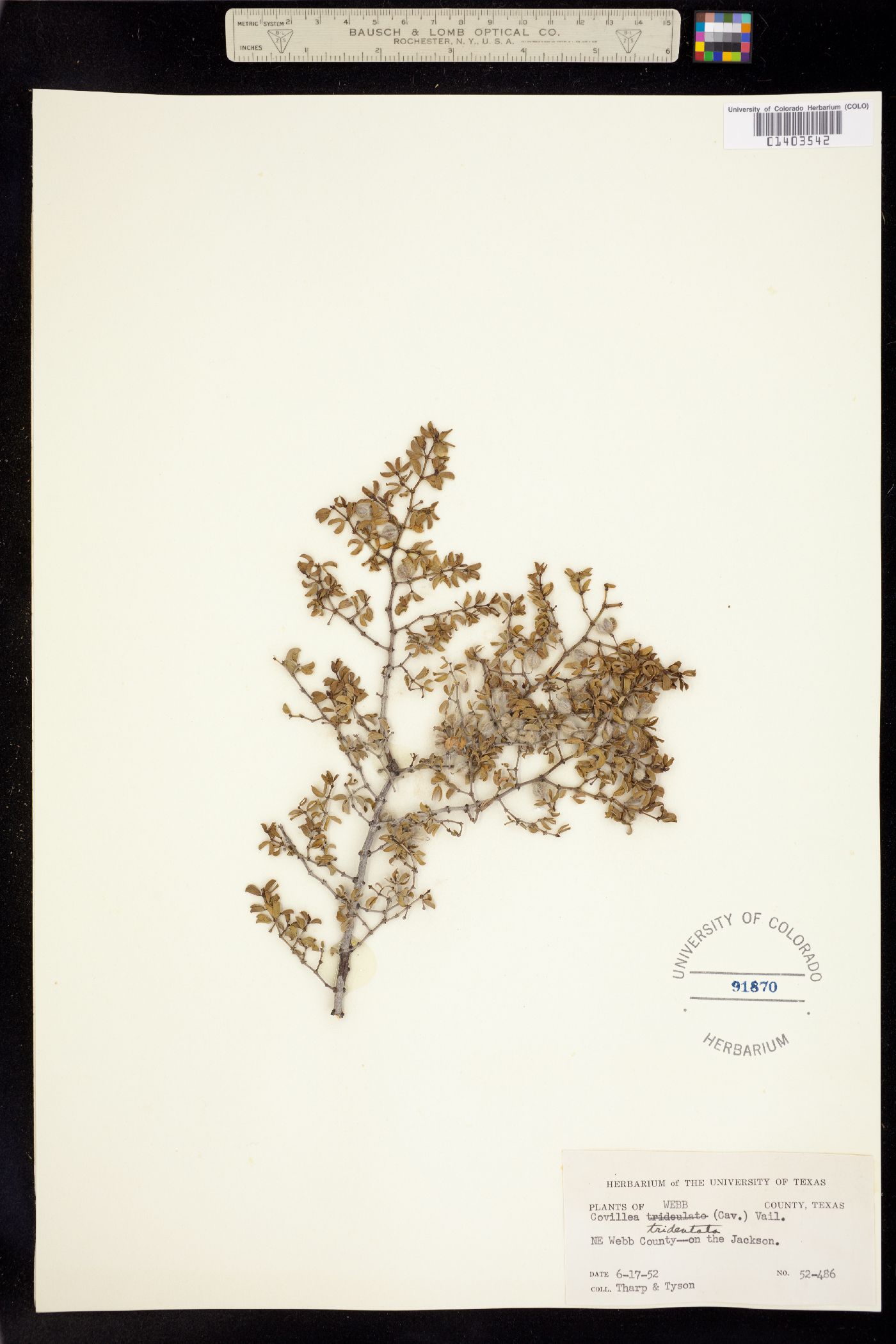 Larrea tridentata image