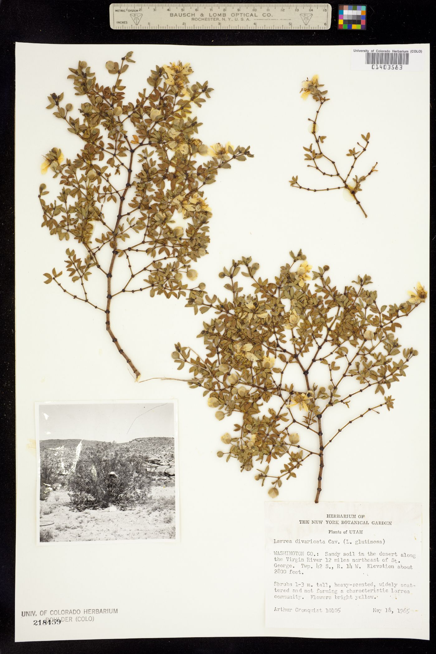 Larrea tridentata image