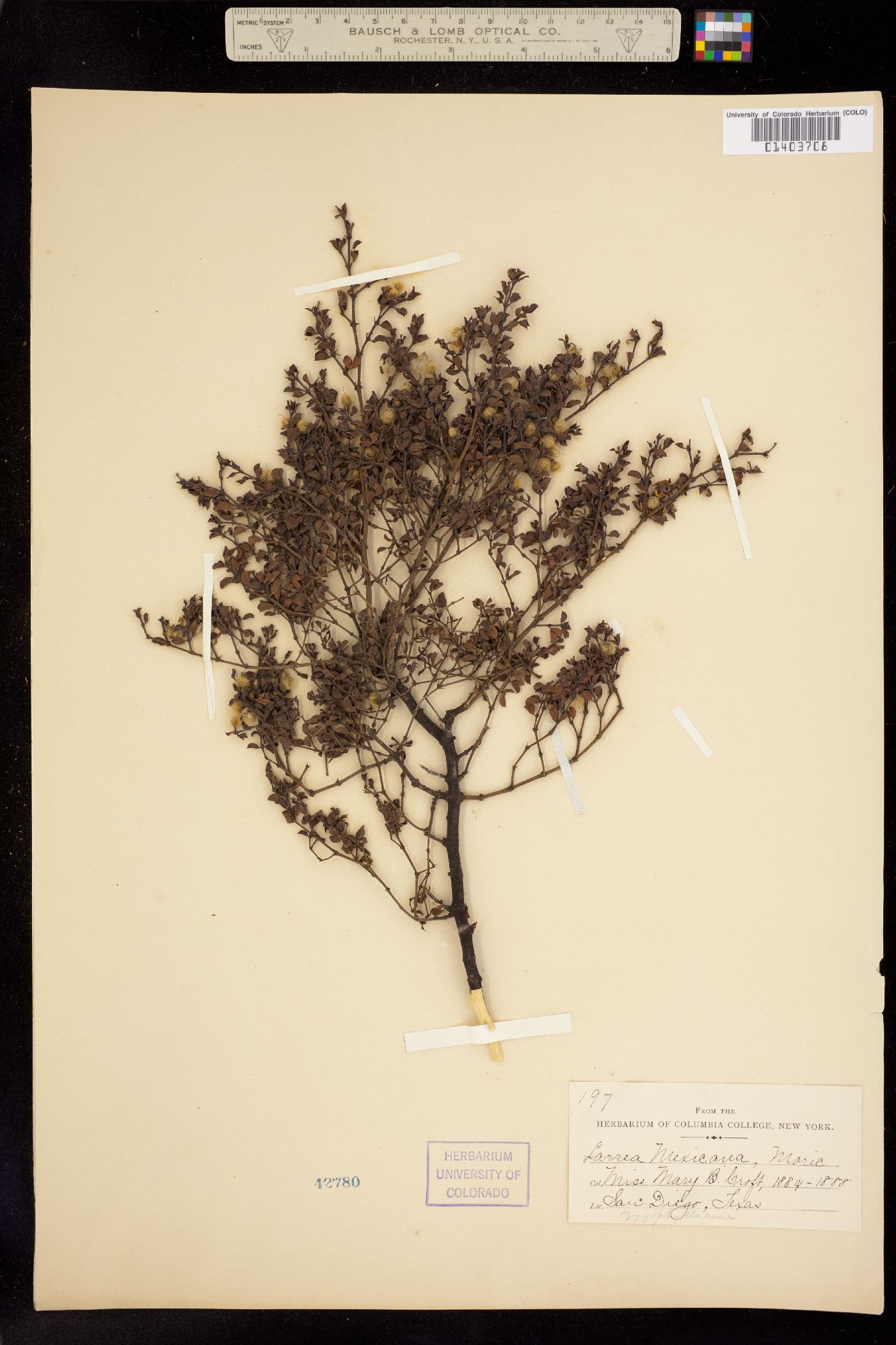 Larrea tridentata image