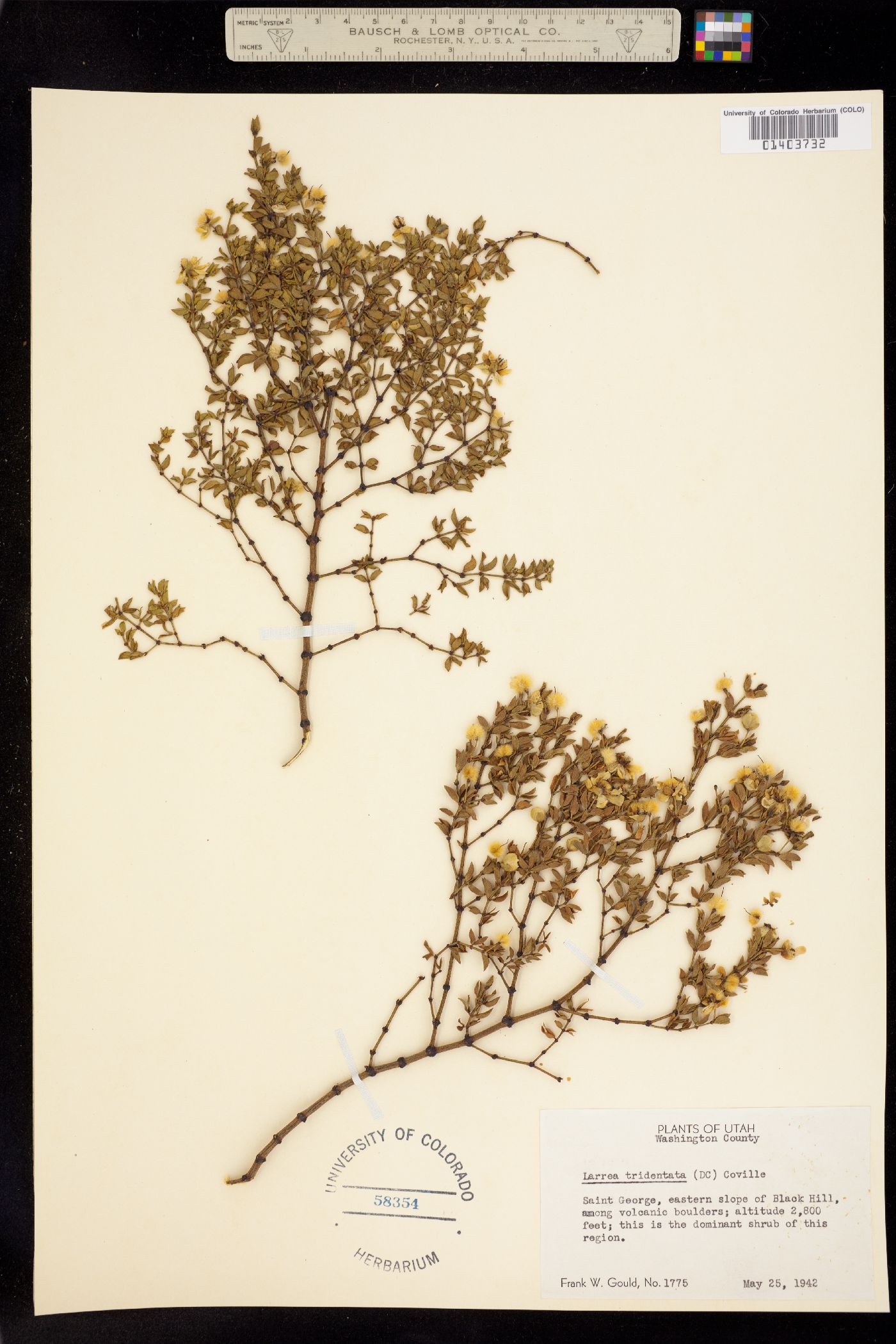 Larrea tridentata image