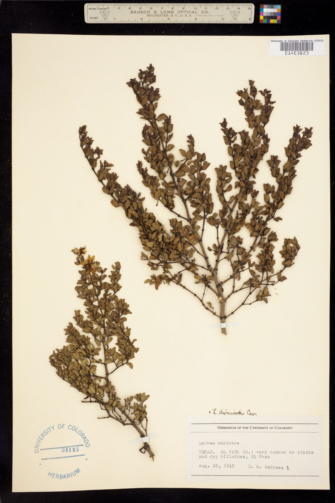 Larrea tridentata image