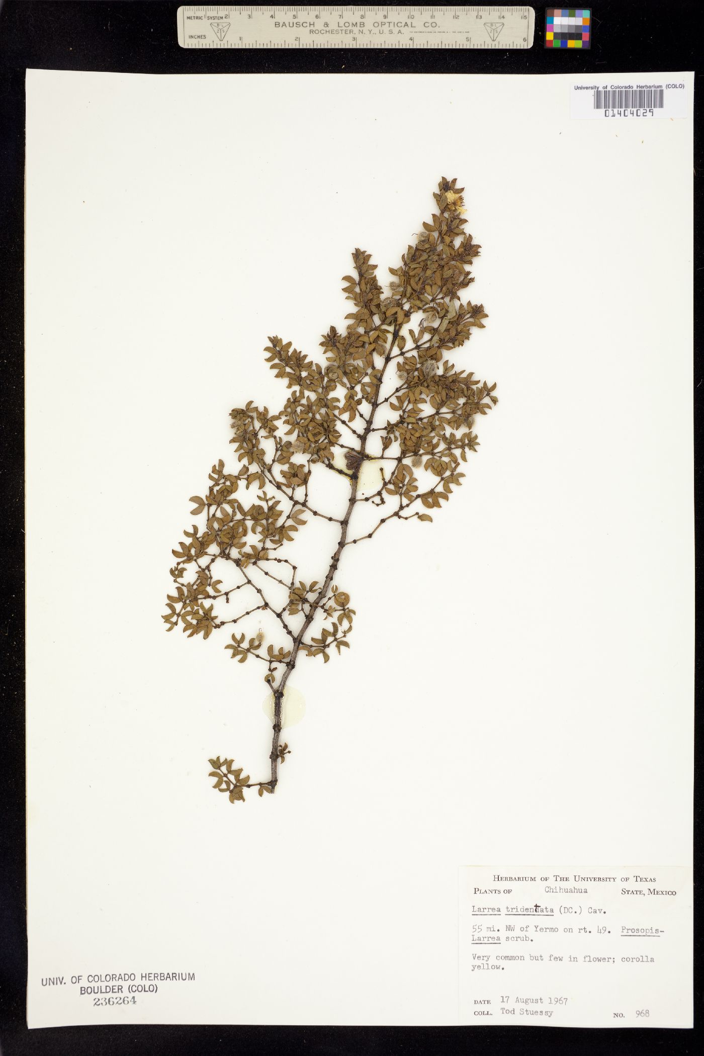 Larrea tridentata image
