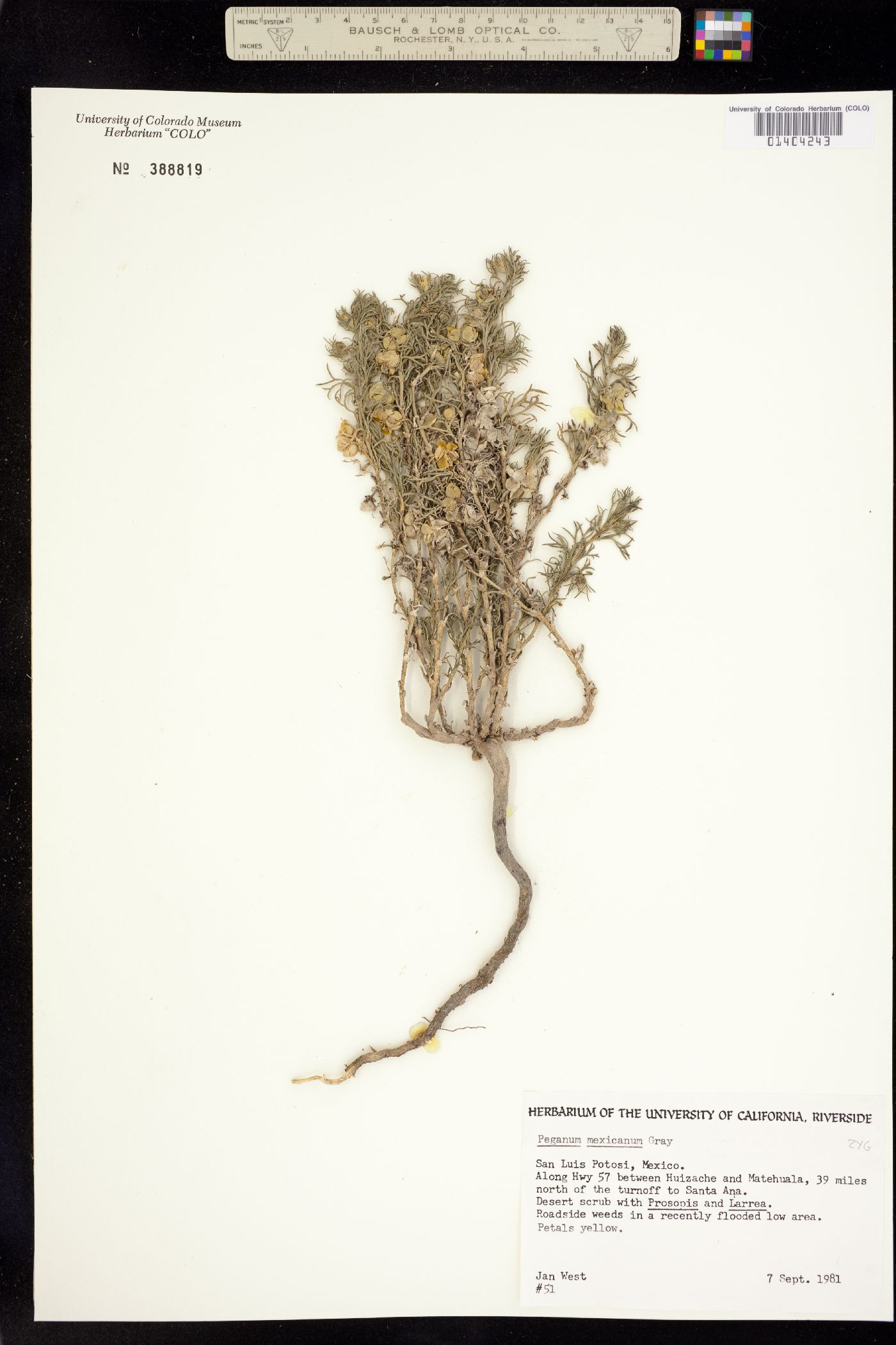 Zygophyllaceae image