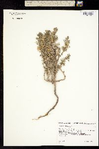 Peganum mexicanum image